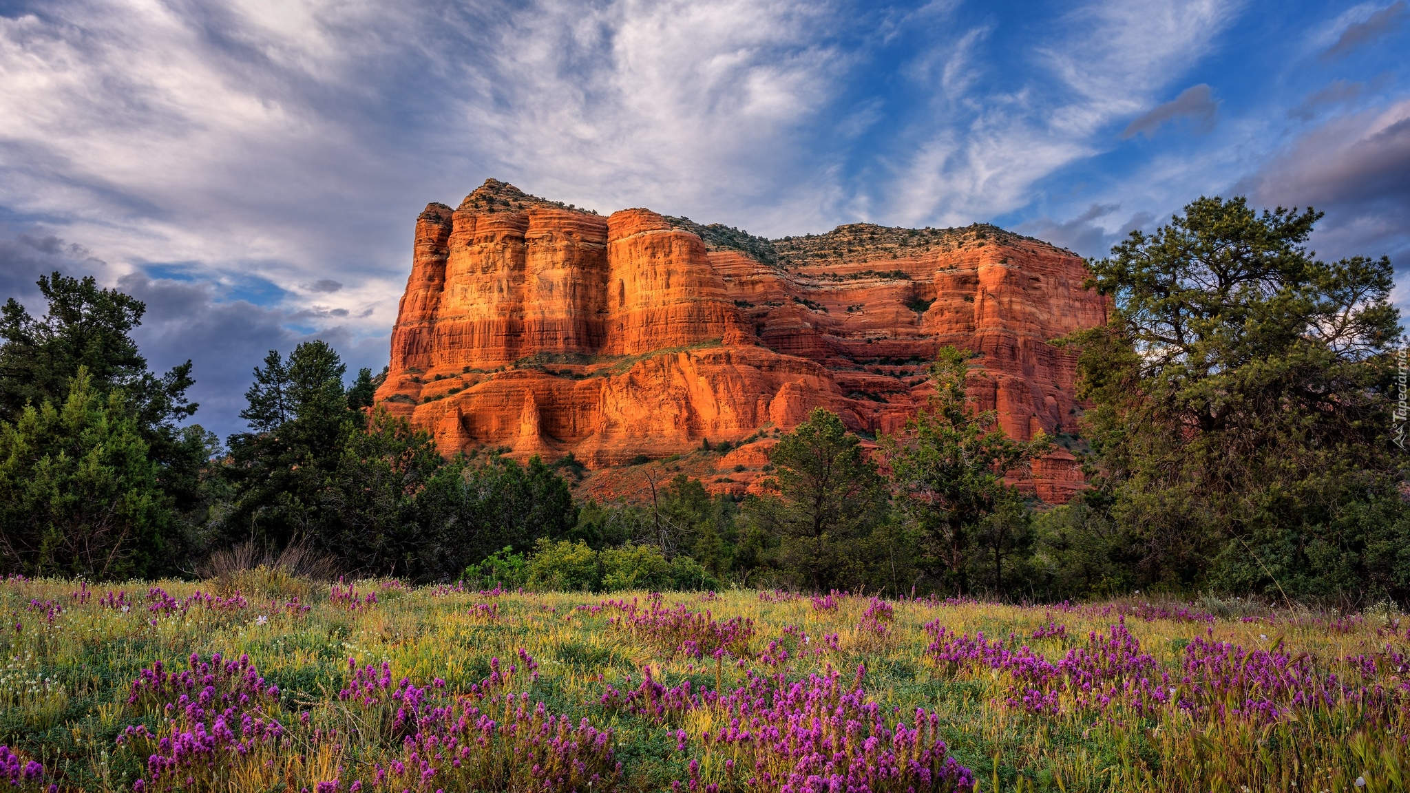 Góra, Skała, Courthouse Butte, Drzewa, Łąka, Kwiaty, Hrabstwo Yavapai, Arizona, Stany Zjednoczone