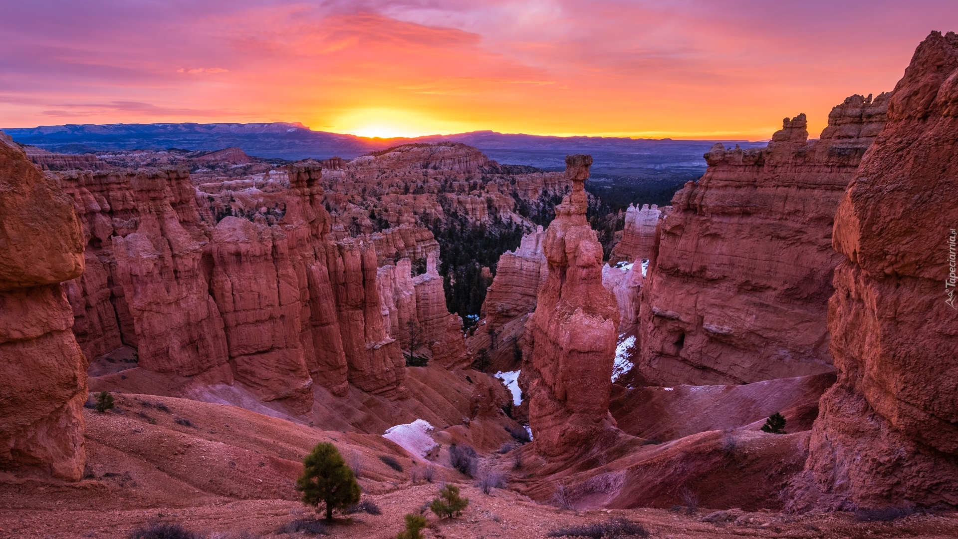 Stany Zjednoczone, Stan Utah, Park Narodowy Bryce Canyon, Skały, Roślinność, Wschód słońca