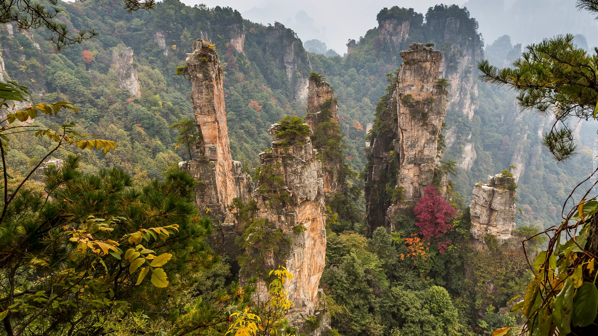 Las, Wulingyuan Scenic Area, Skały, Góry, Zhangjiajie National Forest Park, Hunan, Chiny
