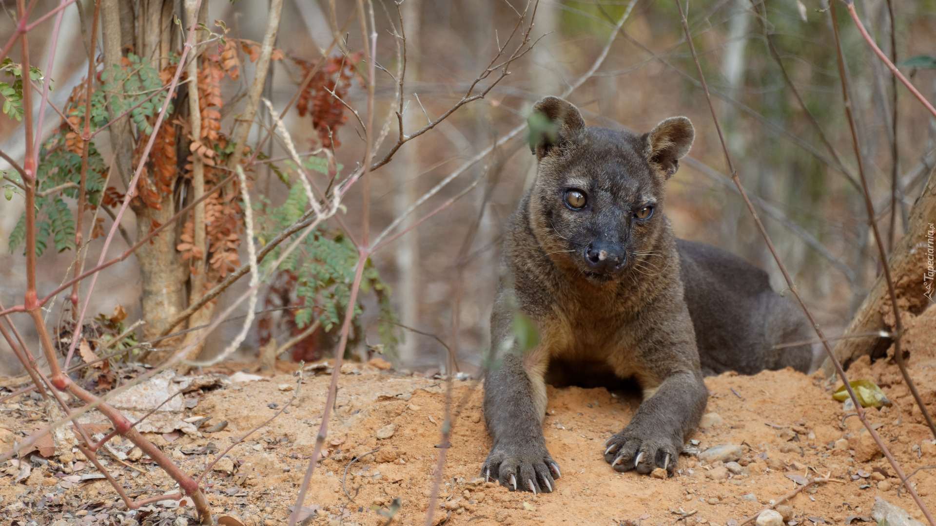 Gałęzie, Drapieżnik, Fossa madagaskarska