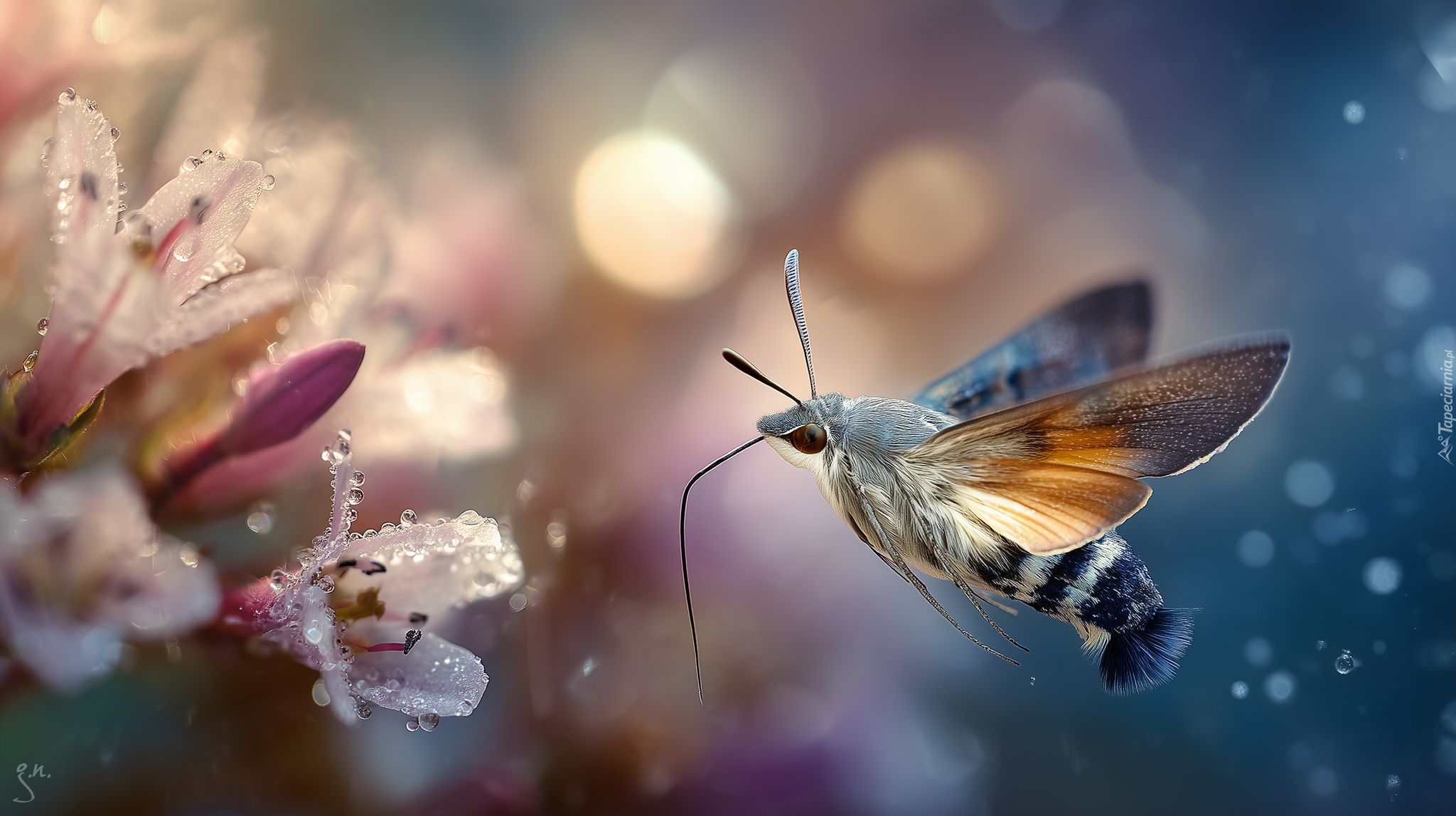 Motyl, Fruczak gołąbek, Kwiaty, Rosa, Grafika AI