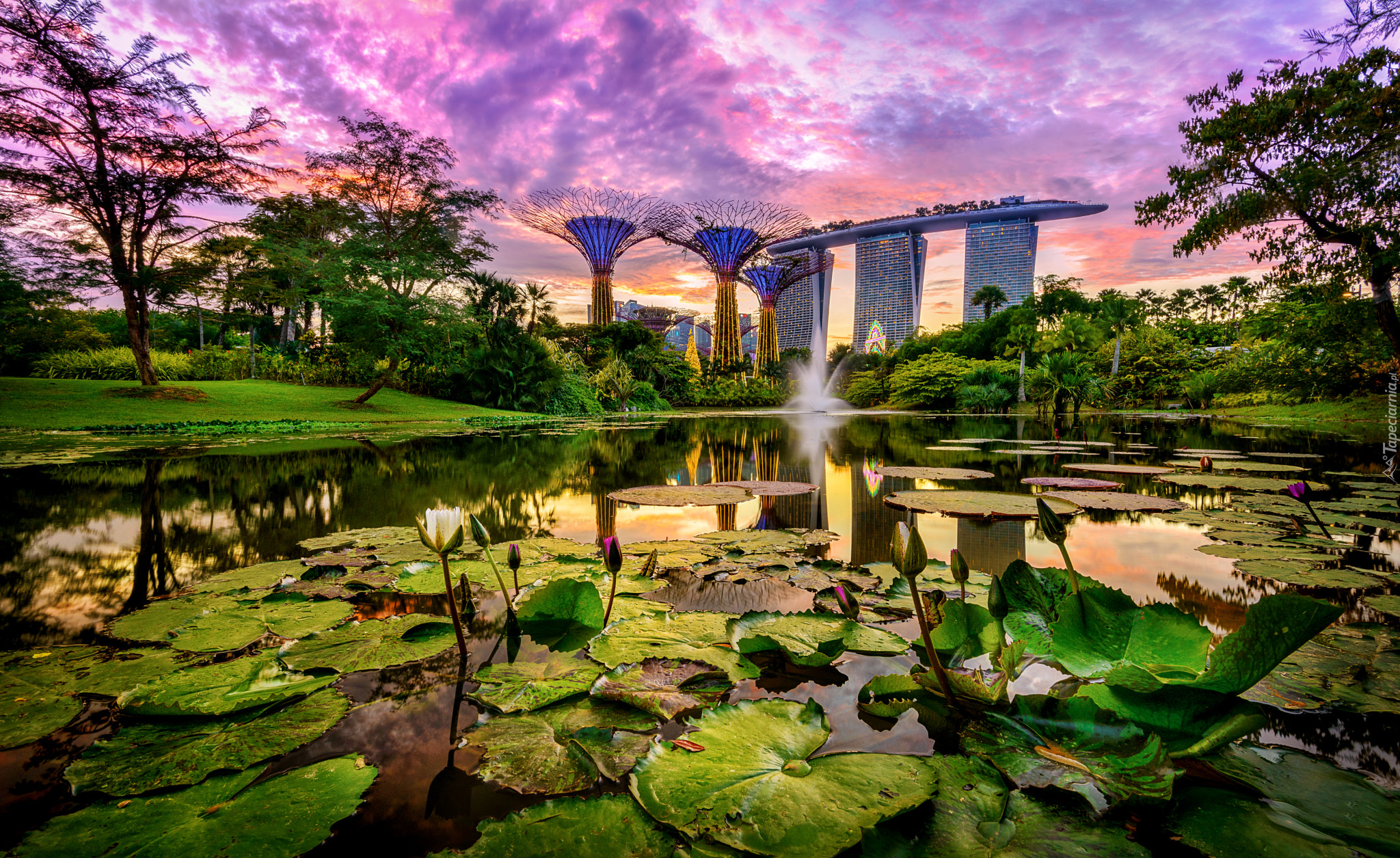 Staw, Lilie wodne, Hotel Marina Bay Sands, Futurystyczny ogród Gardens by the Bay, Singapur