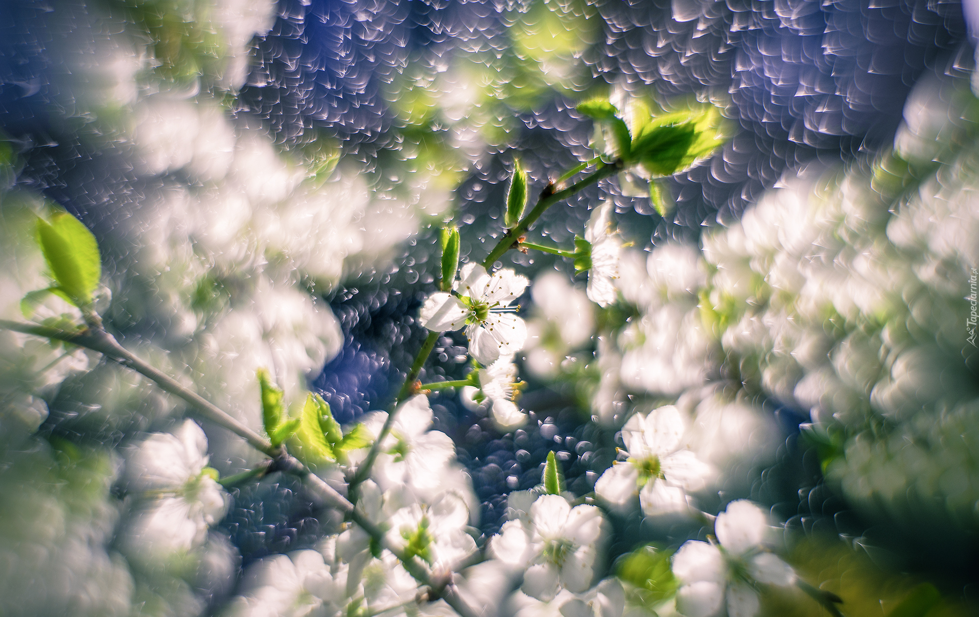 Kwiaty, Drzewo owocowe, Gałązki, Bokeh