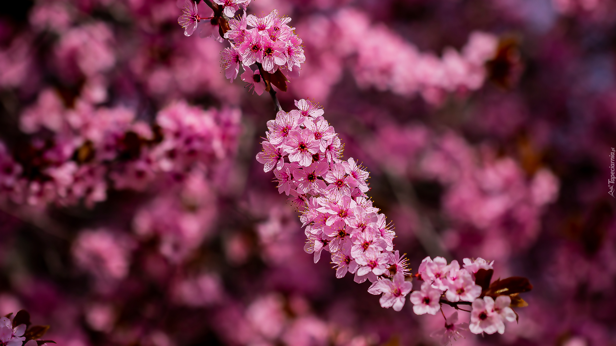 Drzewo owocowe, Okwiecona, Gałązka, Ciemnoróżowe, Kwiaty