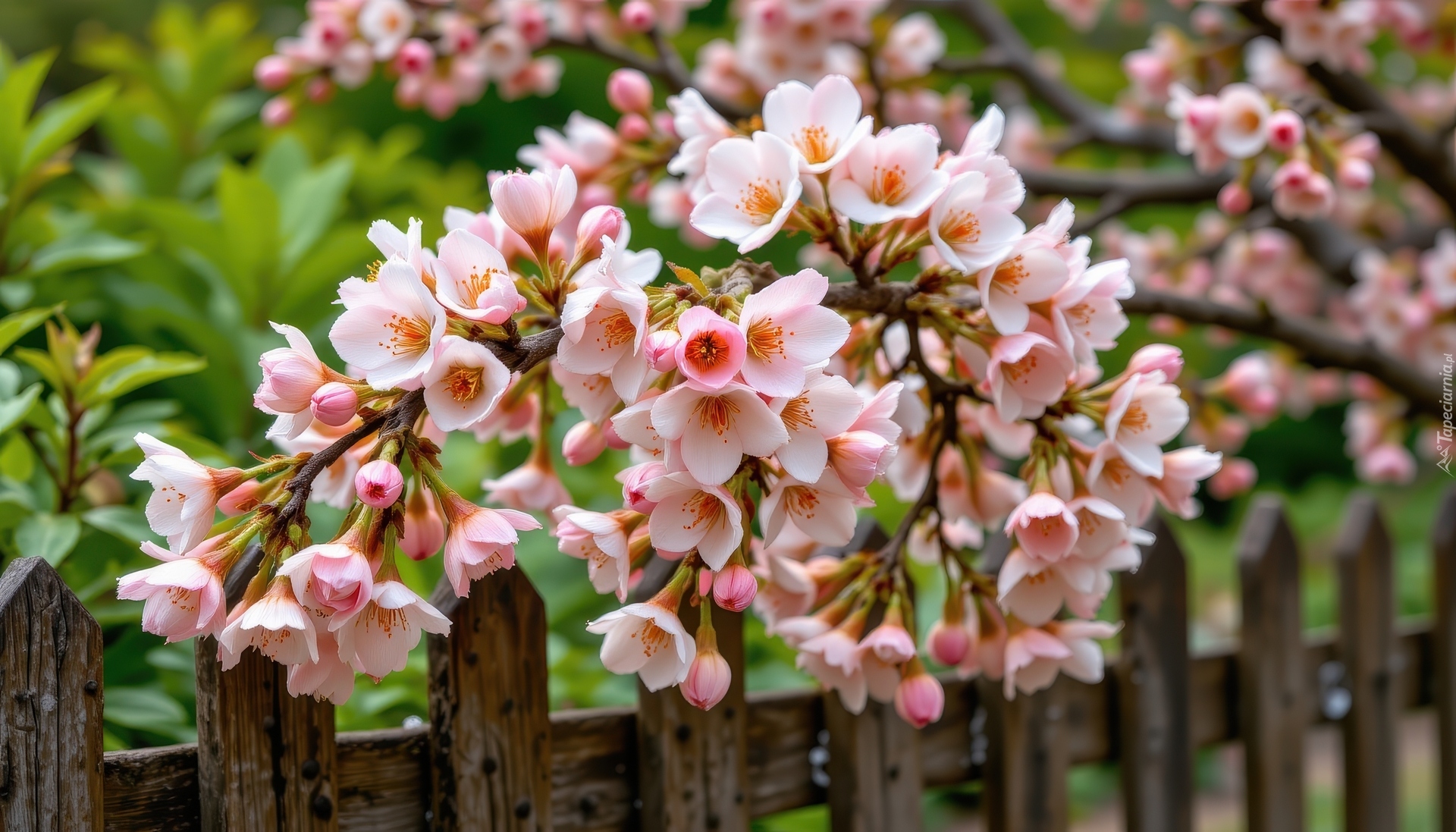 Gałązka, Jasnoróżowe, Kwiaty, Drzewo owocowe, Płot