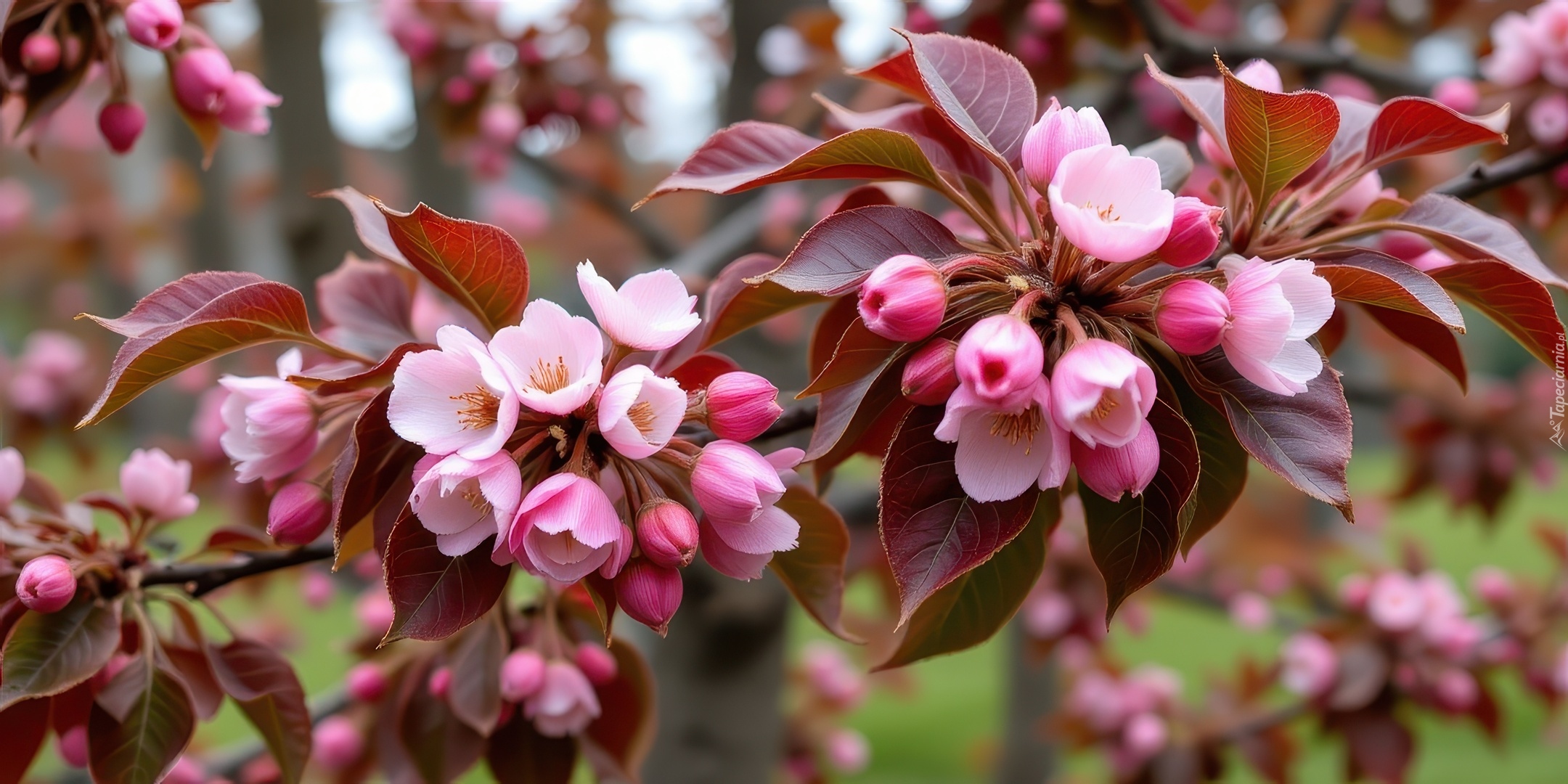 Kwiaty, Gałązka, Jabłoń, Drzewo owocowe, Grafika AI