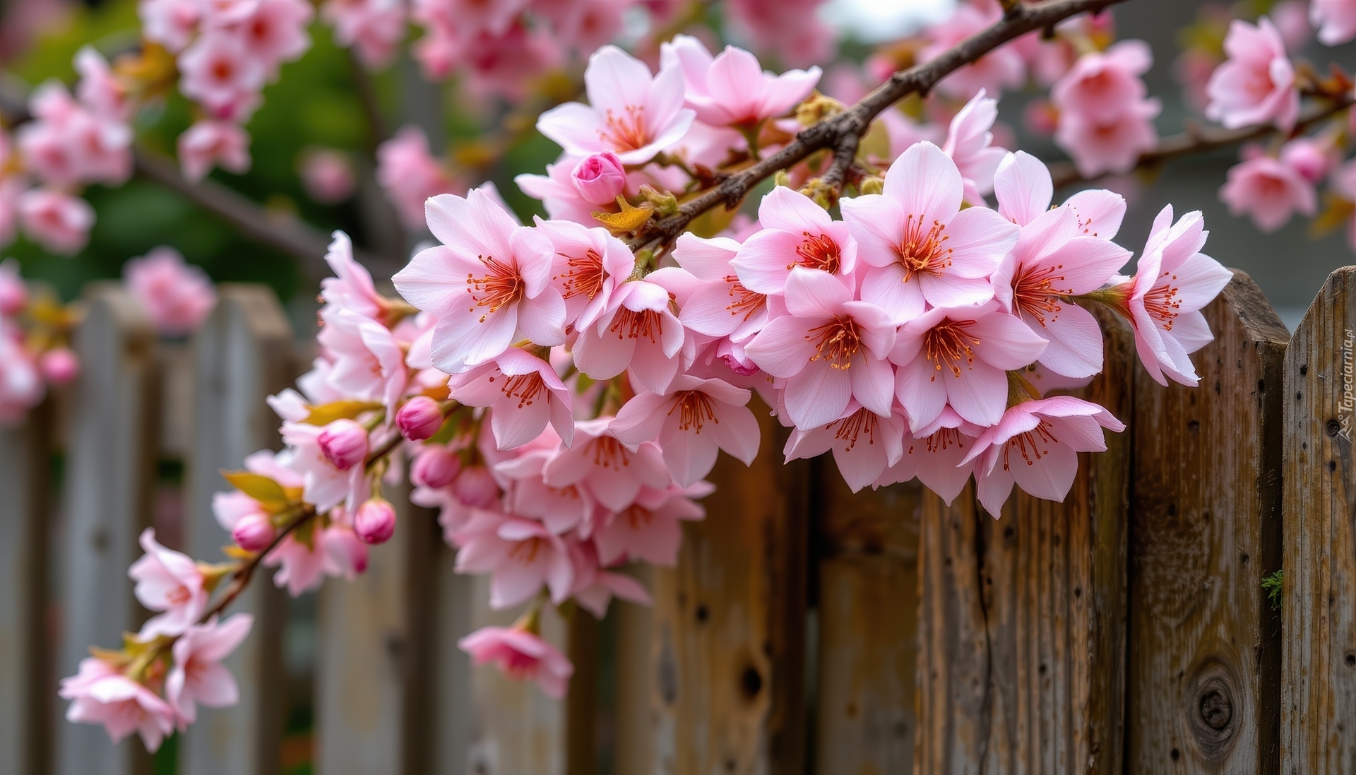 Gałązka, Różowe, Kwiaty, Drzewo owocowe, Płot, Grafika AI