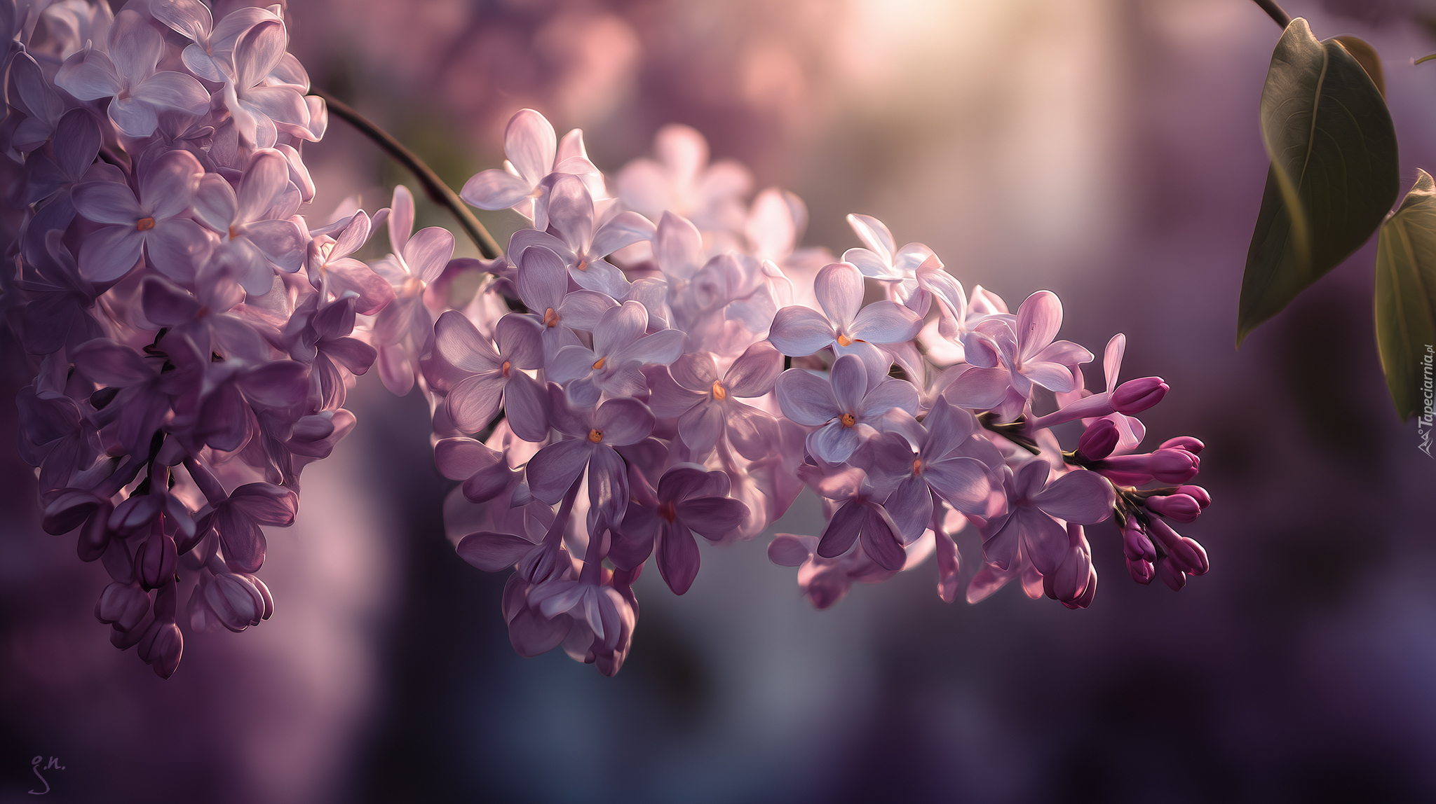 Bez, Gałązka, Fioletowe, Kwiaty, Grafika AI