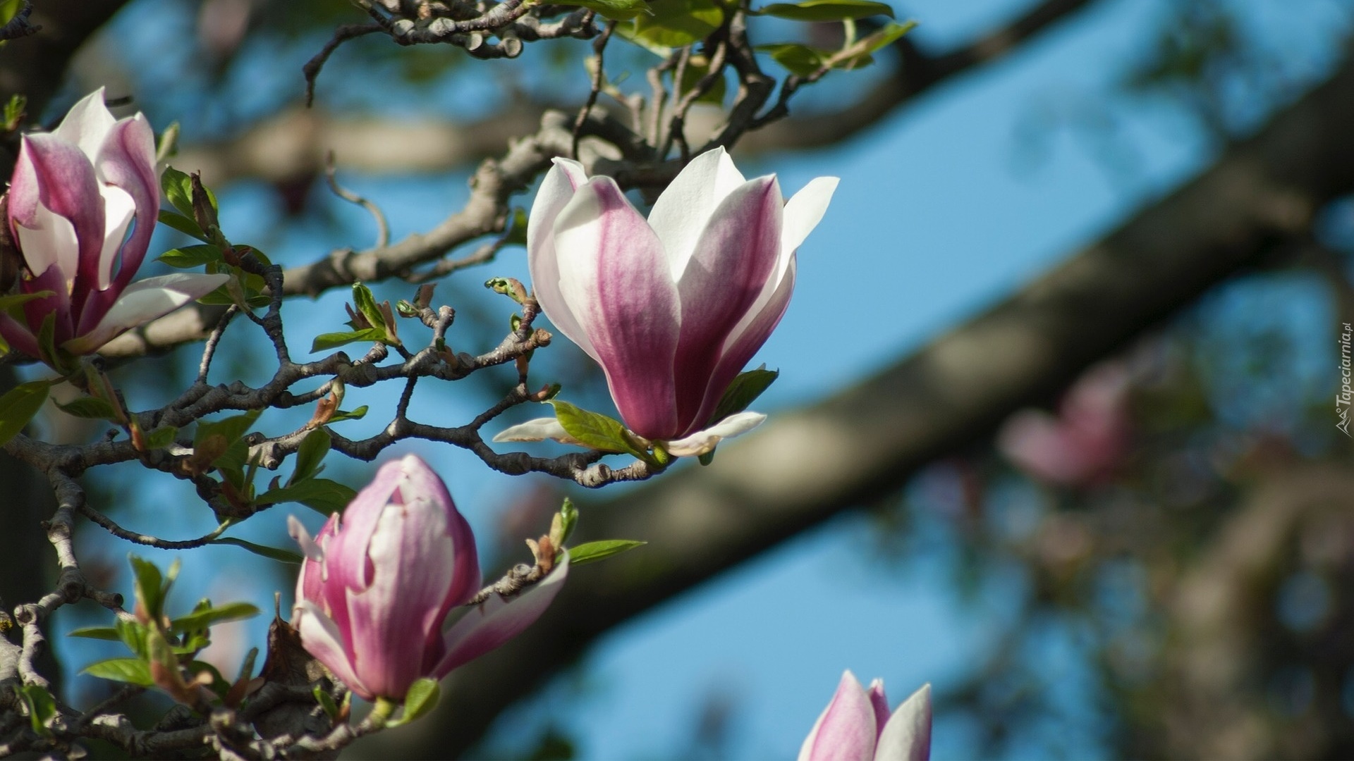 Magnolia, Gałązki, Kwiaty