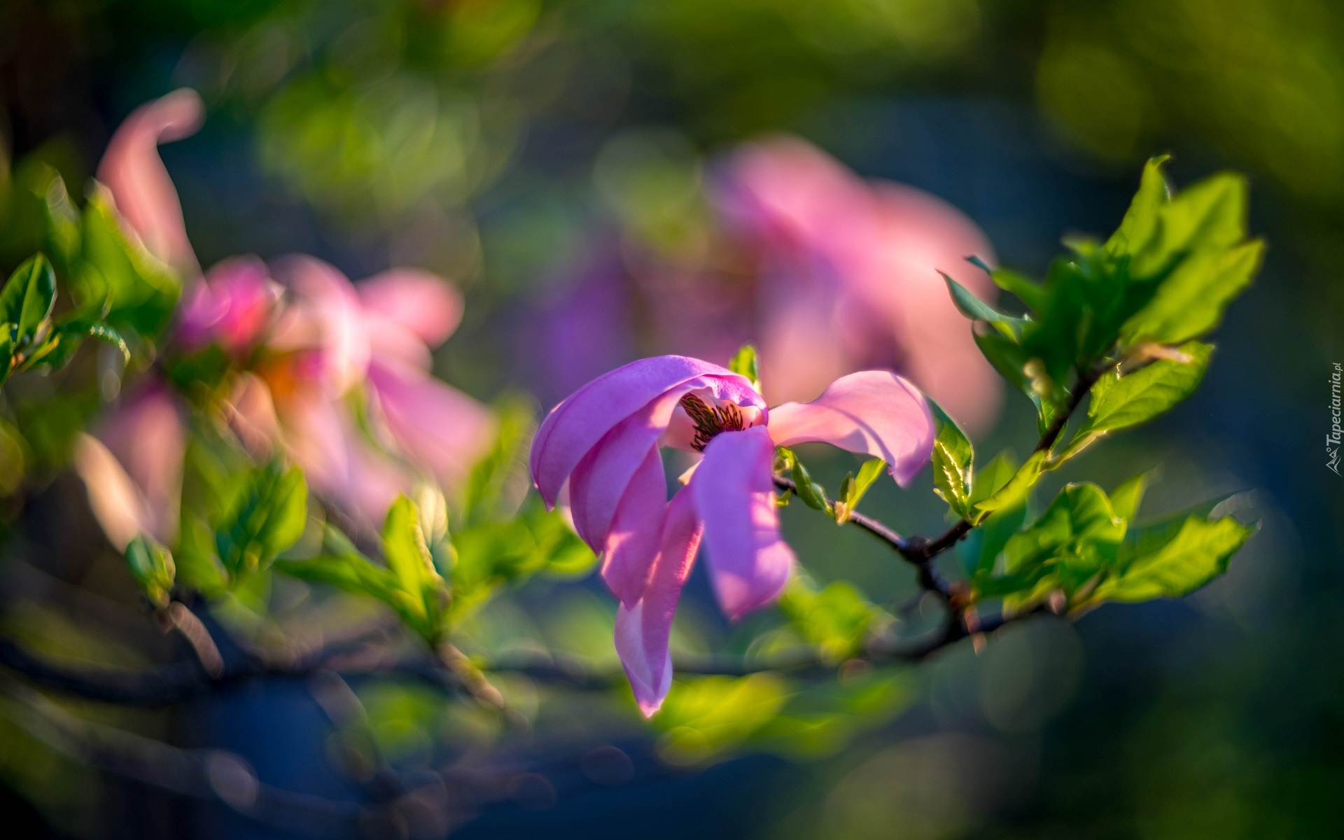 Gałąź, Kwiaty, Magnolia, Rozmyte tło