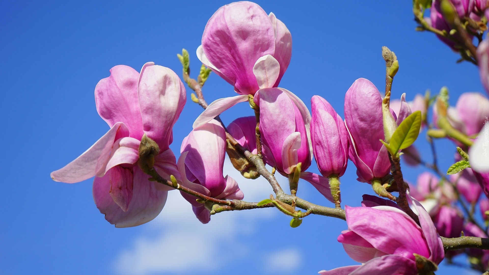 Magnolia, Niebo