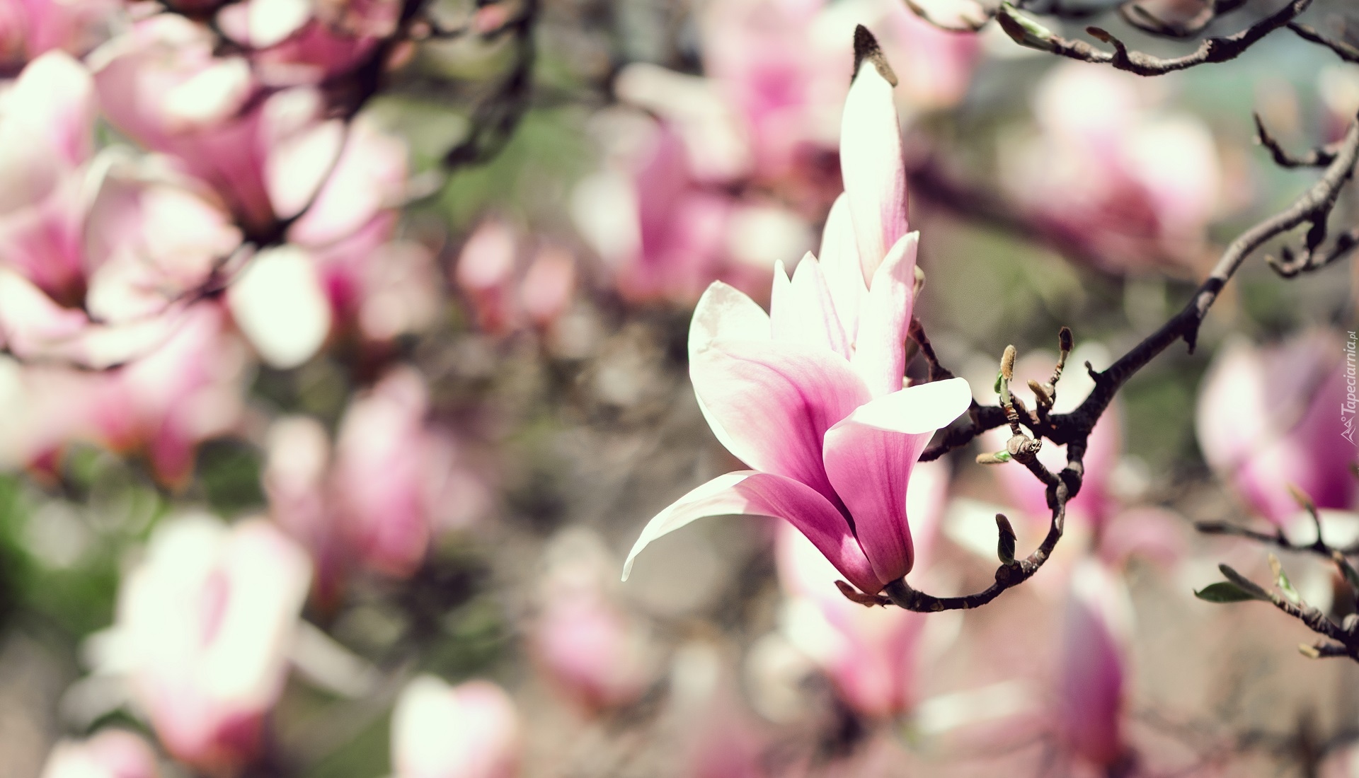 Gałązka, Kwiat, Różowo-biała, Magnolia