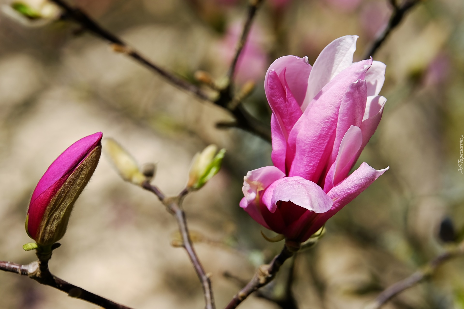 Kwiat, Pąk, Gałązka, Magnolia, Rozmyte tło