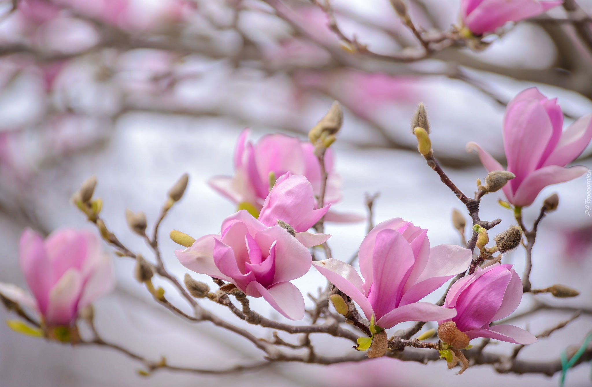 Magnolia, Kwiaty, Wiosna