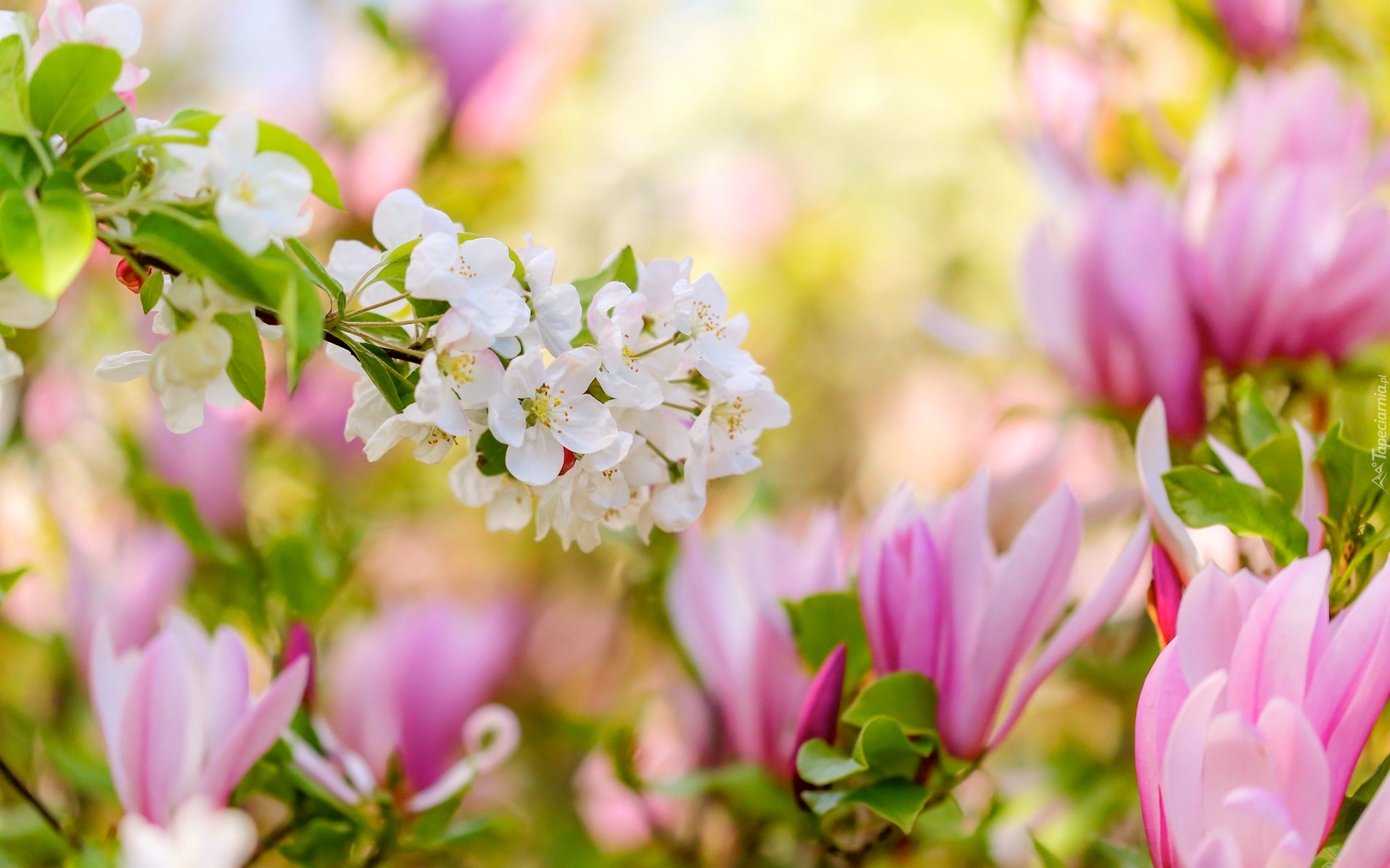 Kwiaty, Magnolia, Gałązka, Drzewo owocowe