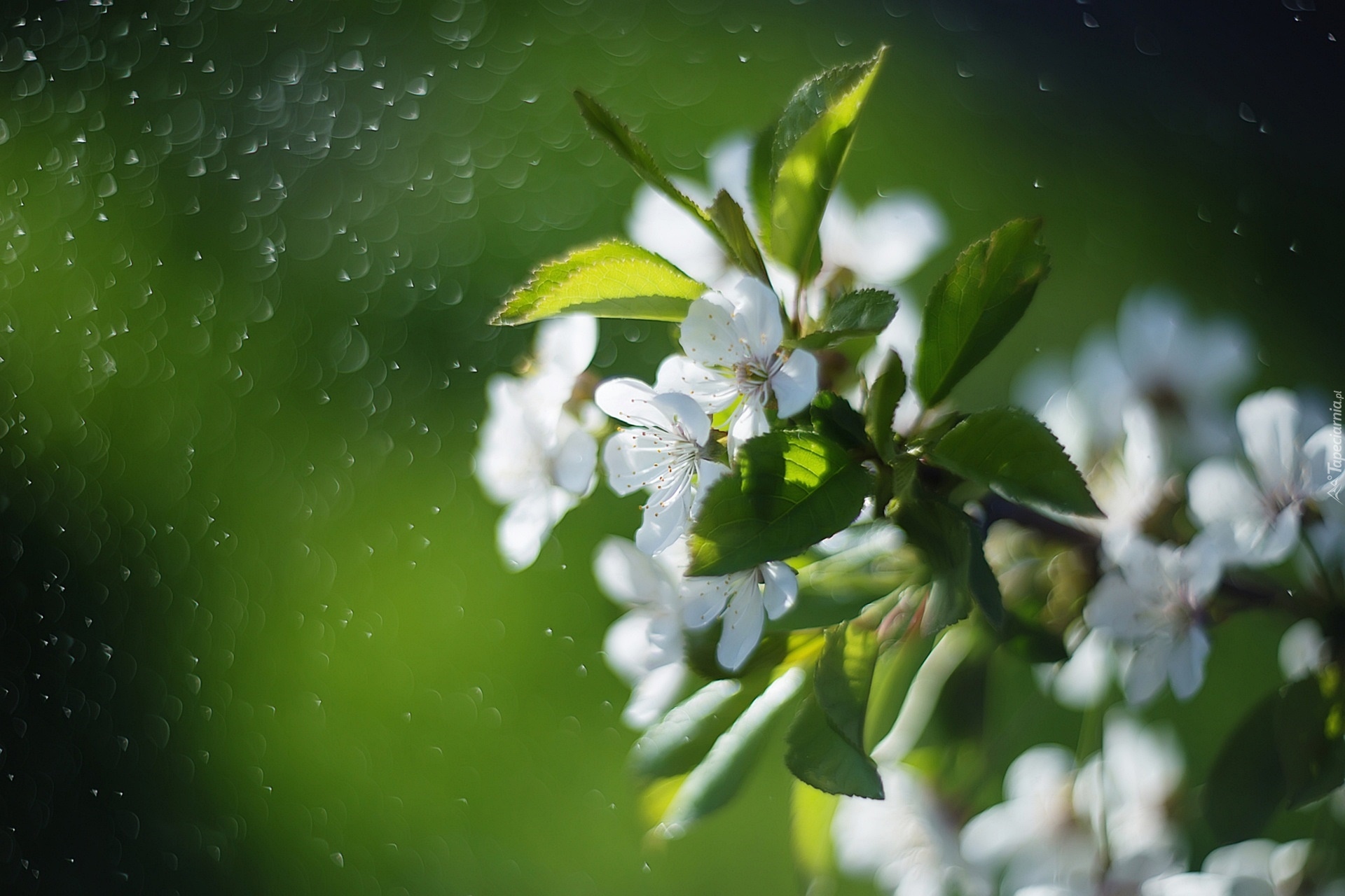 Gałązka, Kwiaty, Drzewo owocowe, Wiosna, Bokeh