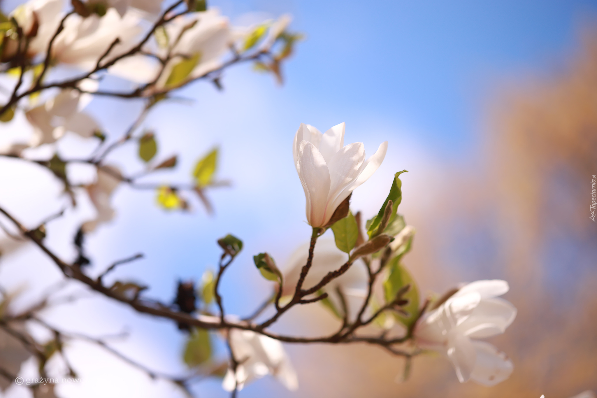 Biała, Magnolia, Kwiat, Krzew
