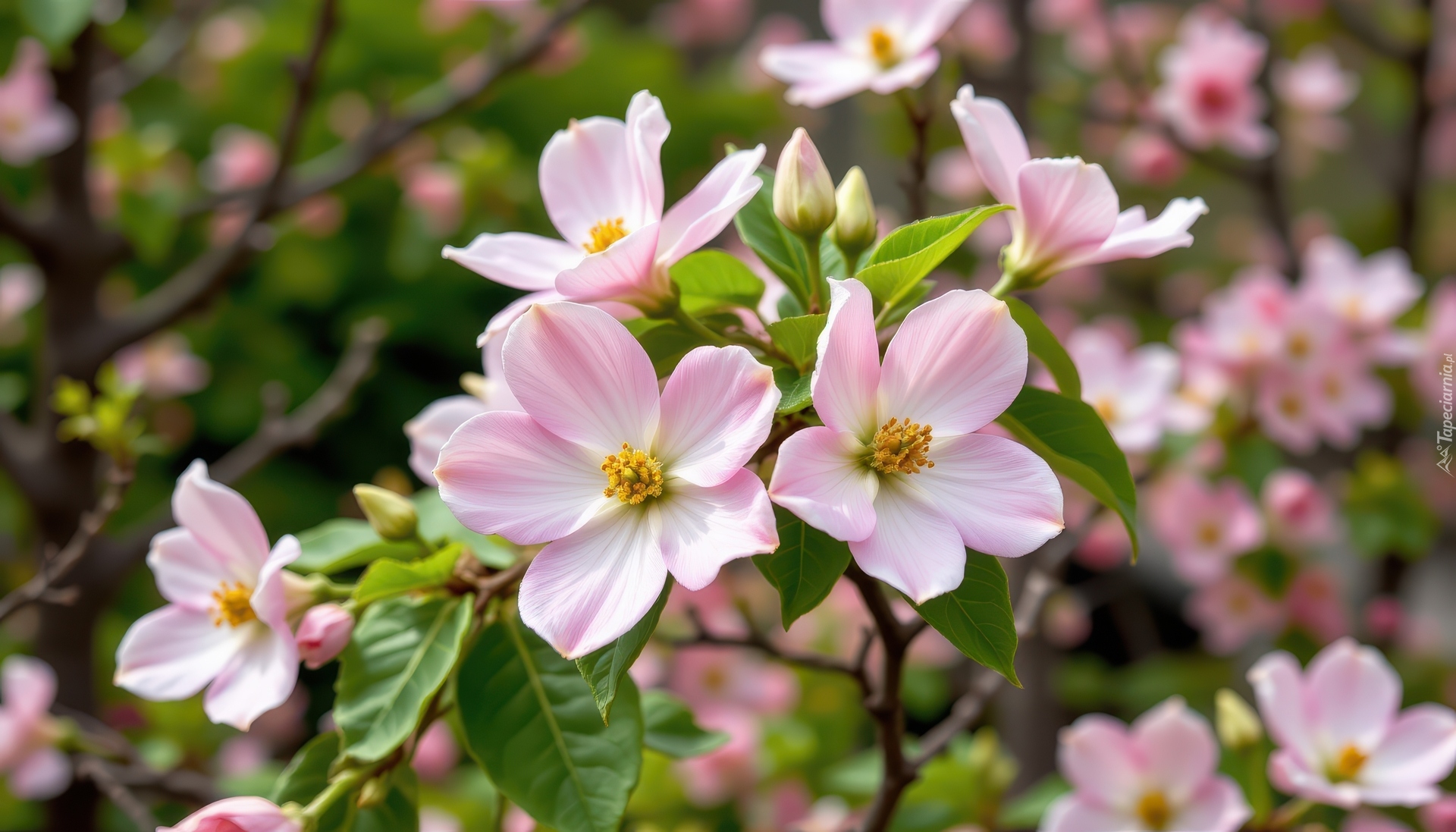 Jasnoróżowe, Kwiaty, Listki, Krzew