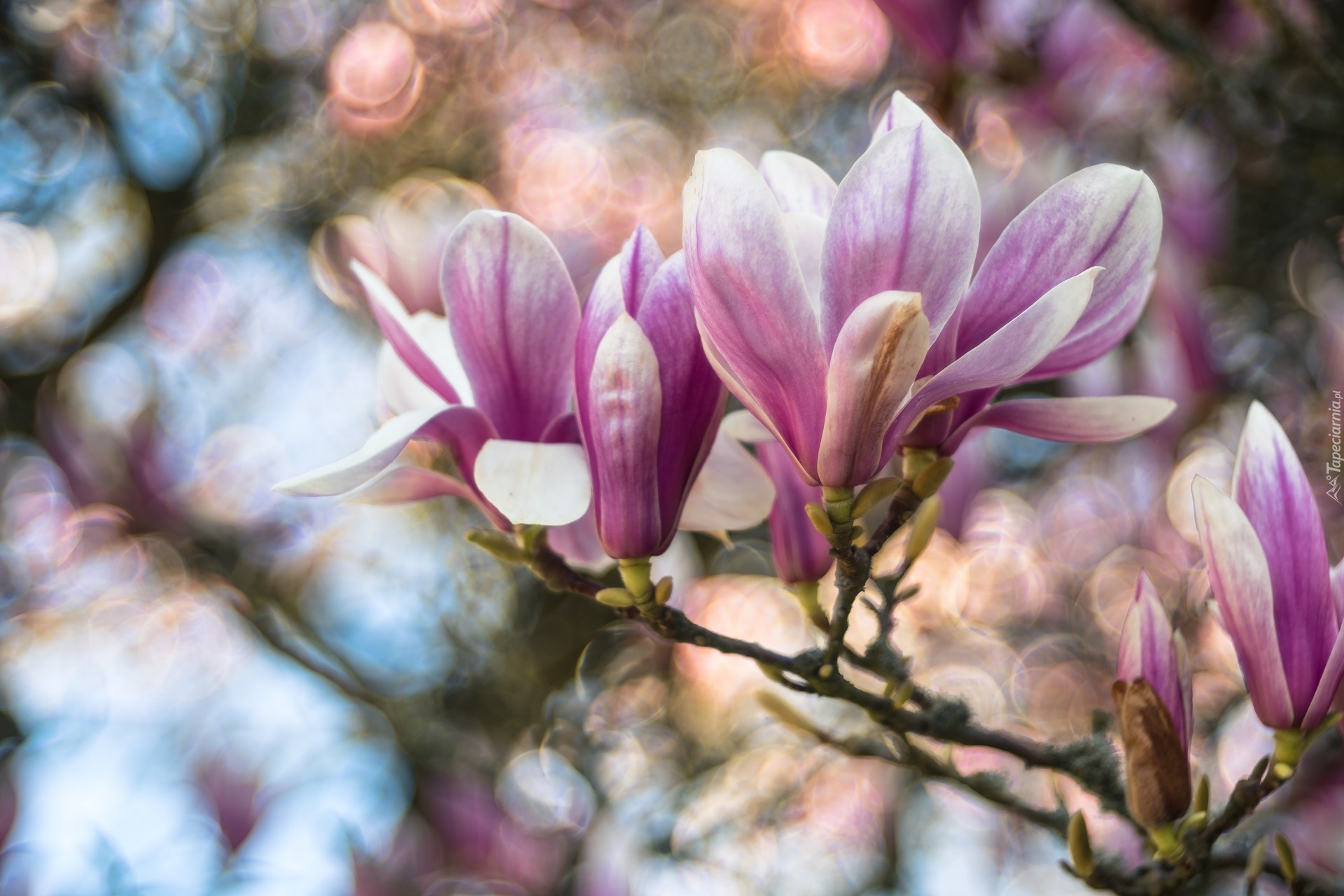 Gałąź, Kwiaty, Magnolia