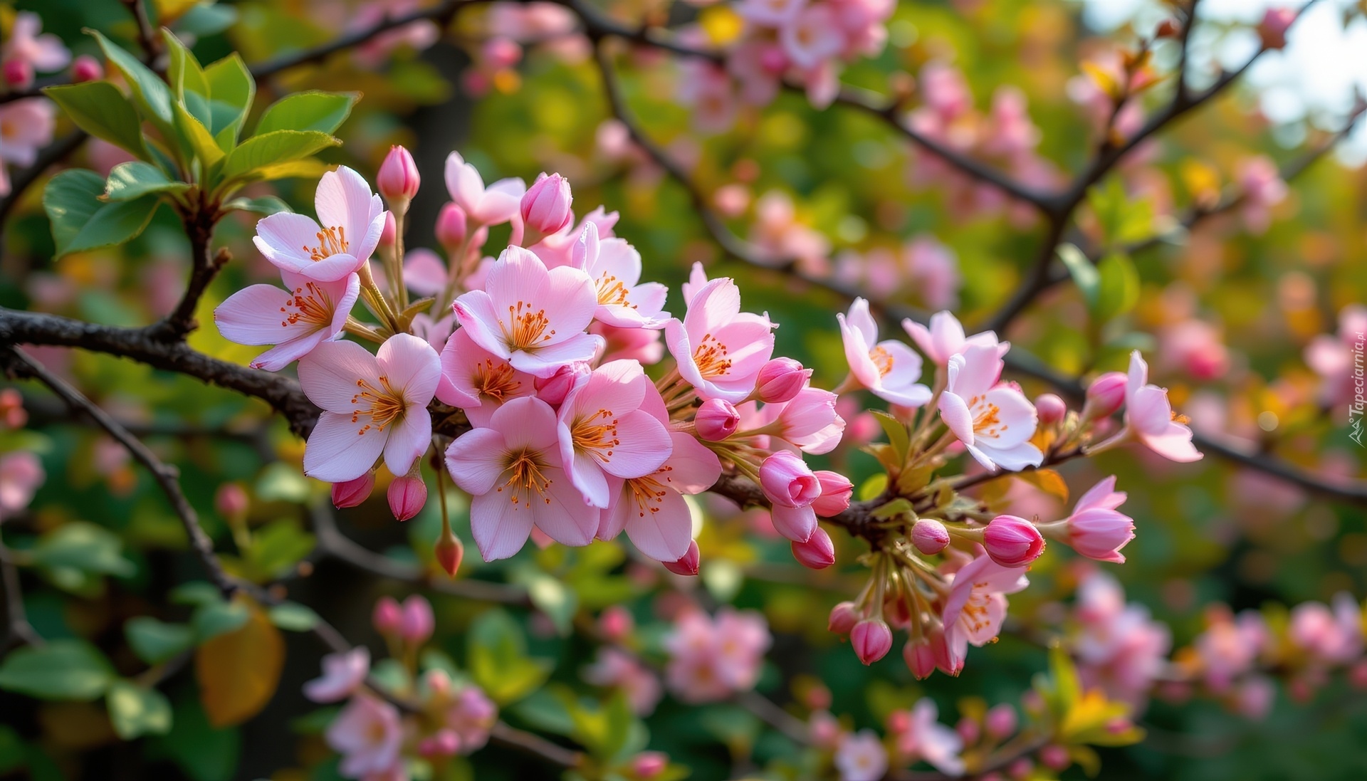 Okwiecona, Gałązka, Różowe, Kwiaty, Grafika AI