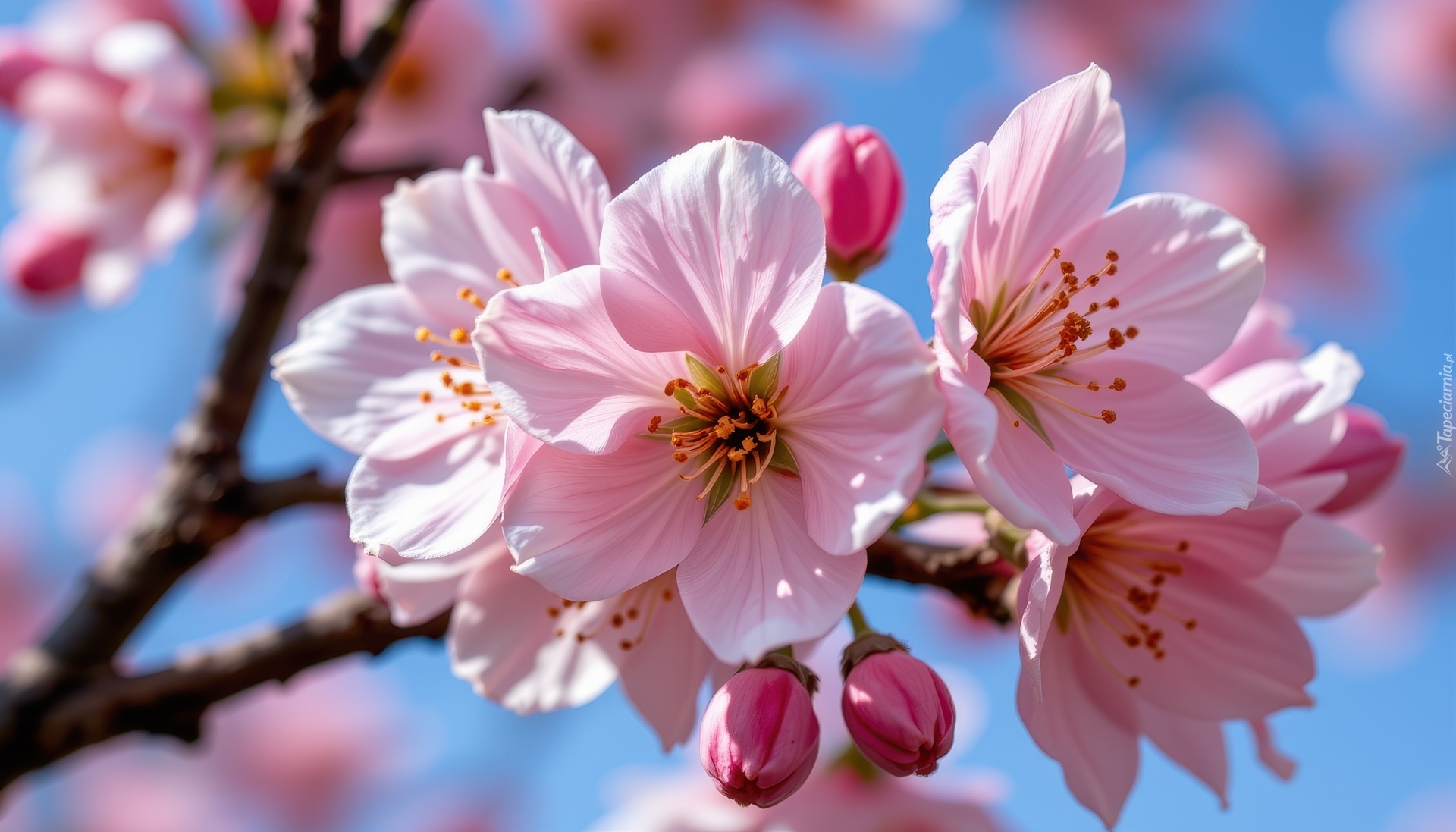 Różowe, Kwiaty, Gałązka, Niebo, Grafika AI