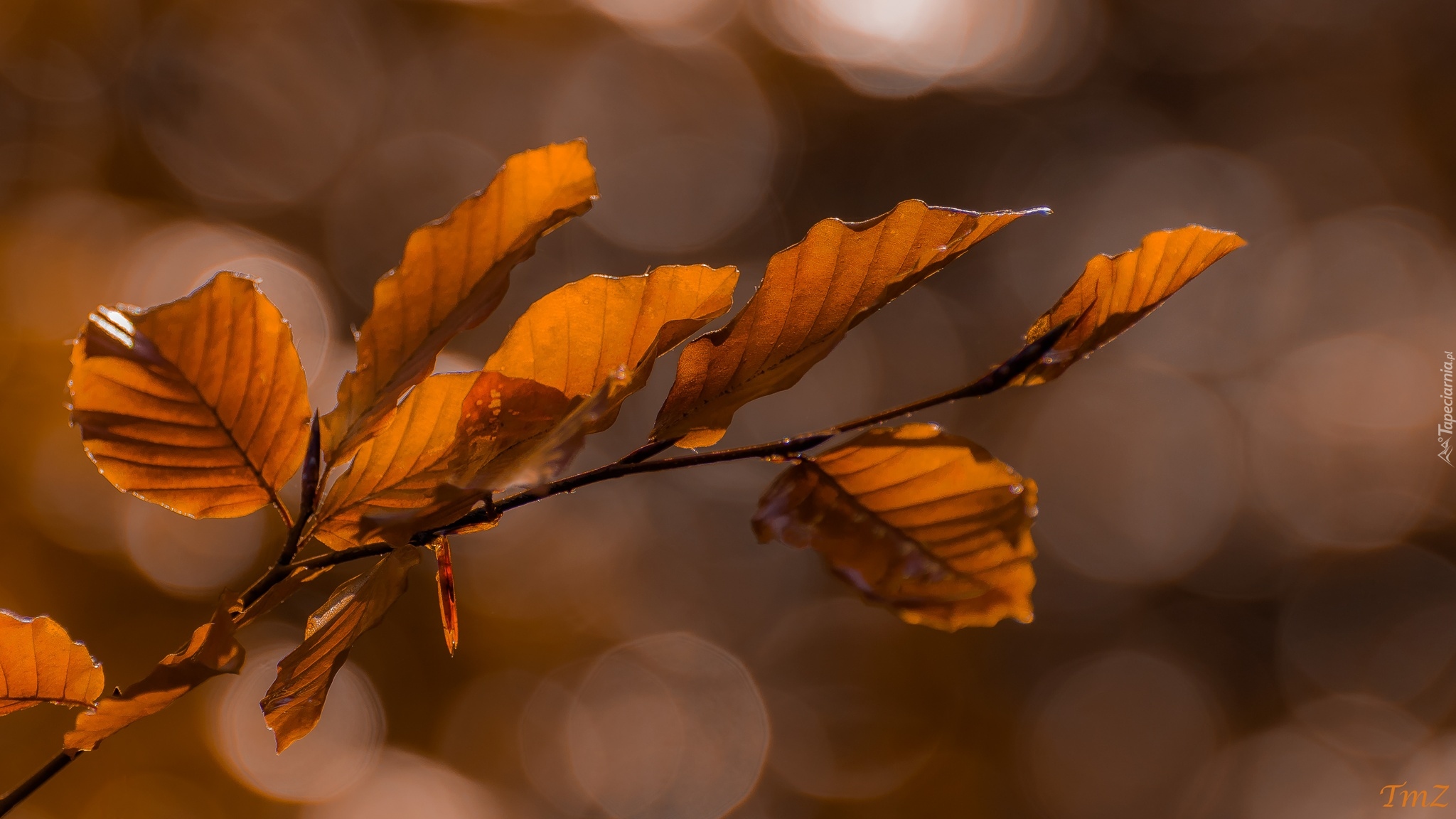 Gałązka, Buk, Liście, Bokeh