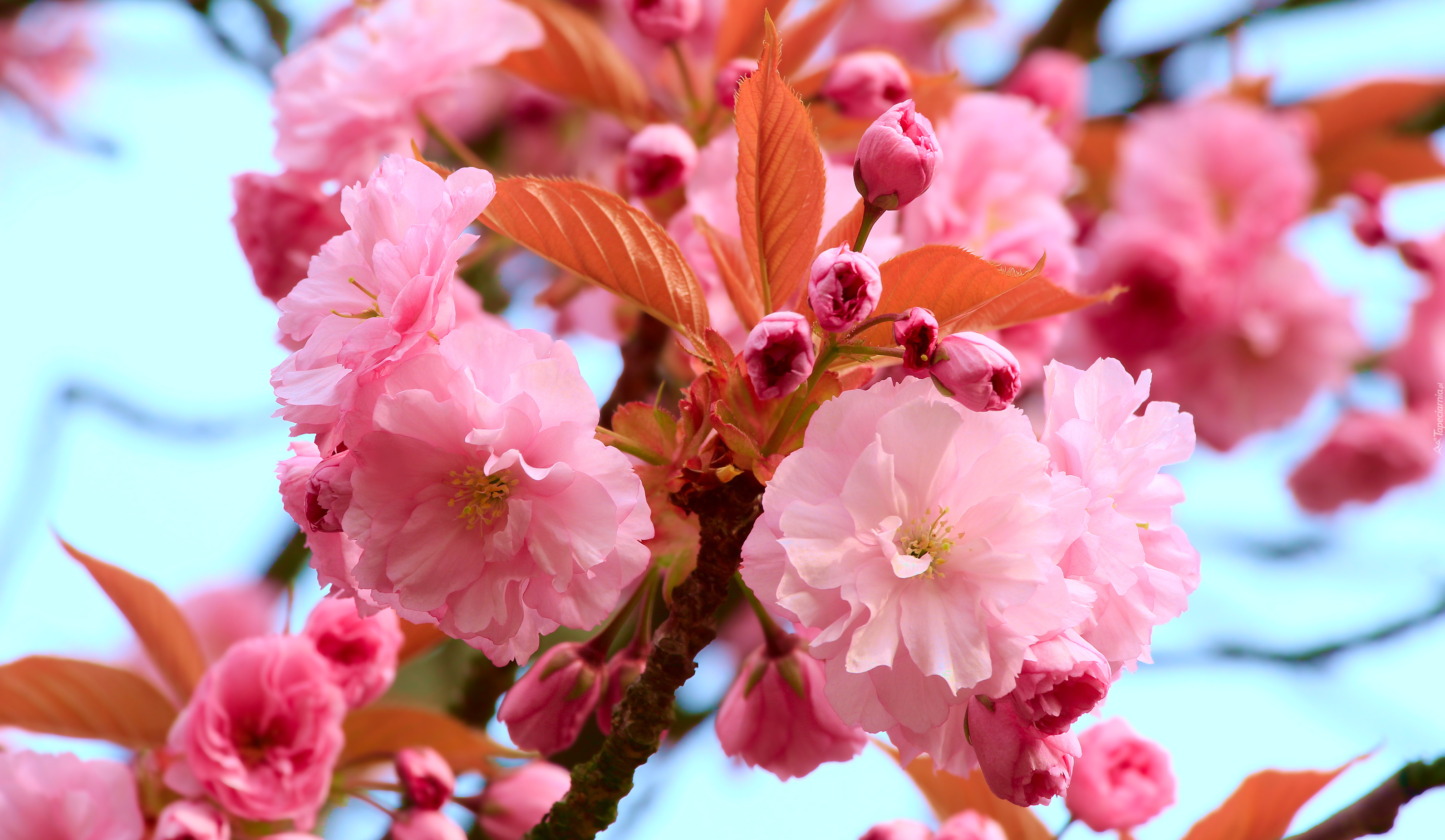 Jasnoróżowe, Kwiaty, Drzewo owocowe, Wiśnia japońska