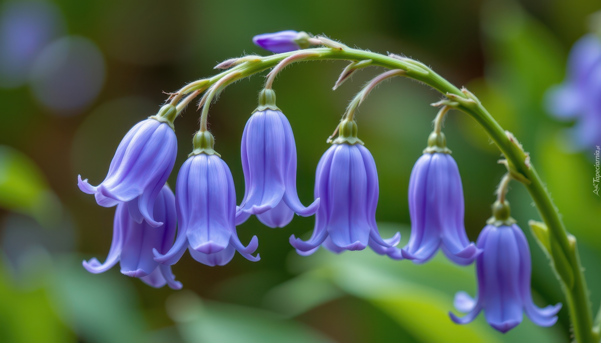 Niebieskie, Kwiaty, Dzwonki, Gałązka