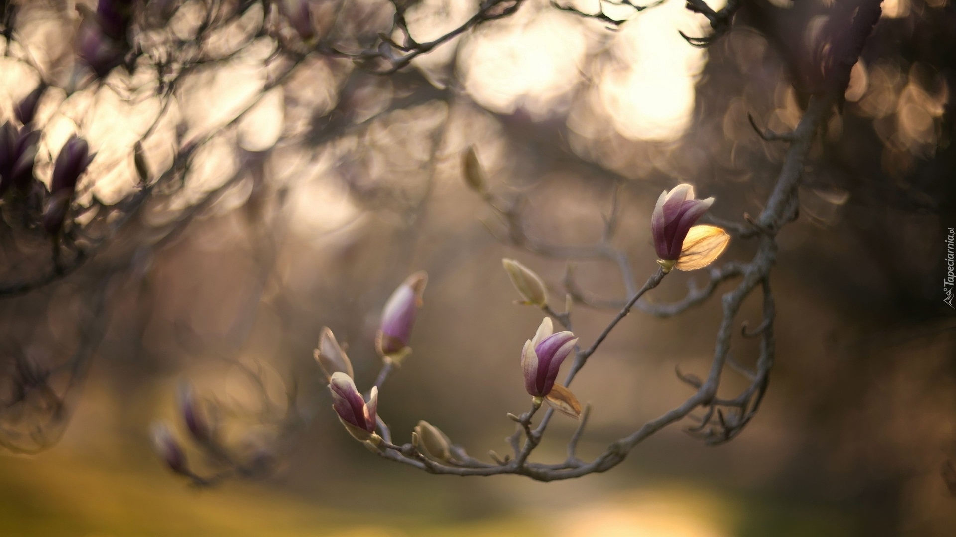 Gałąź, Pąki, Magnolia