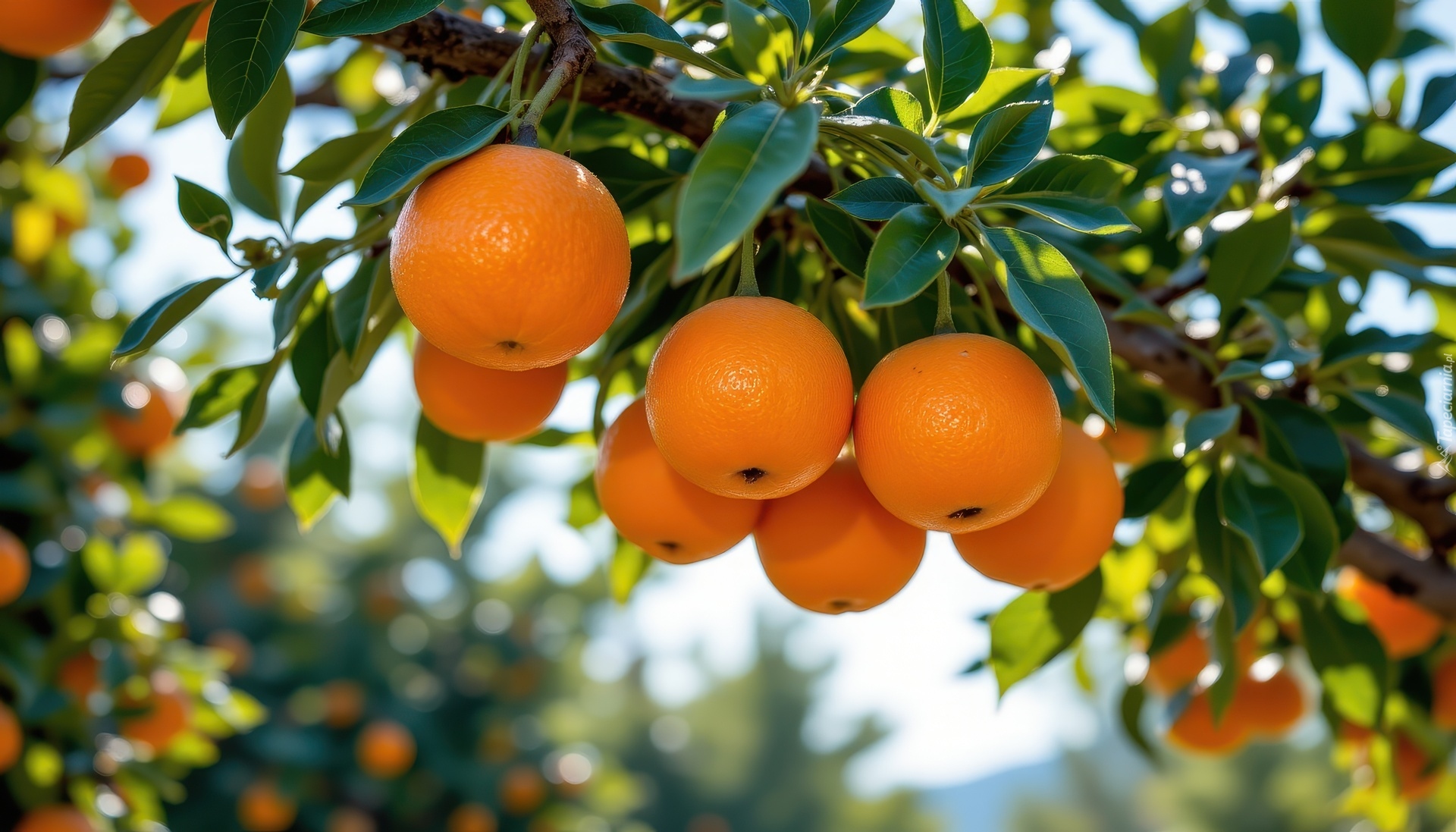 Pomarańcze, Gałąź, Liście, Grafika AI