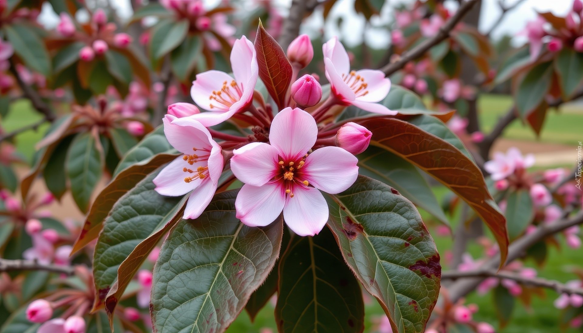 Kwiaty, Drzewo owocowe, Liście, Grafika AI