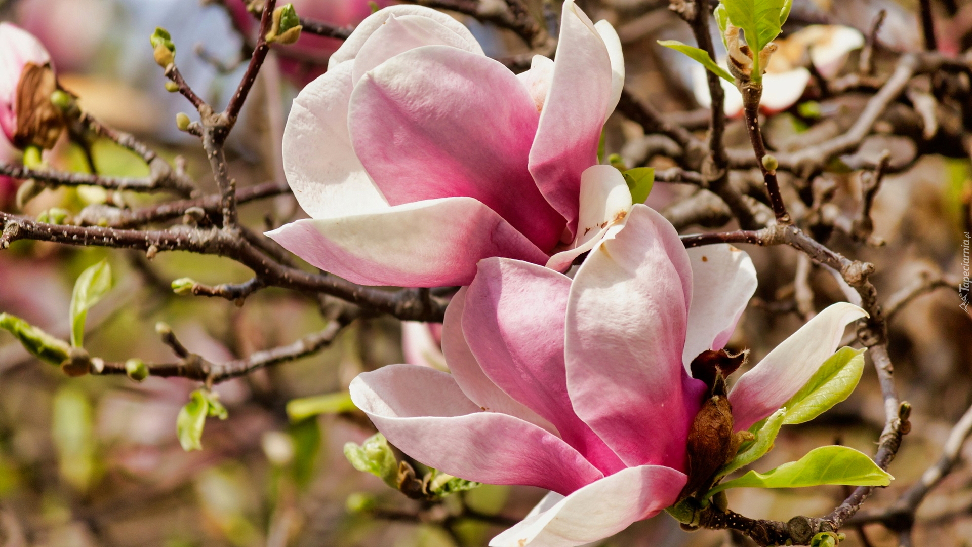 Rozkwitające, Różowe, Kwiaty, Magnolia, Gałązki