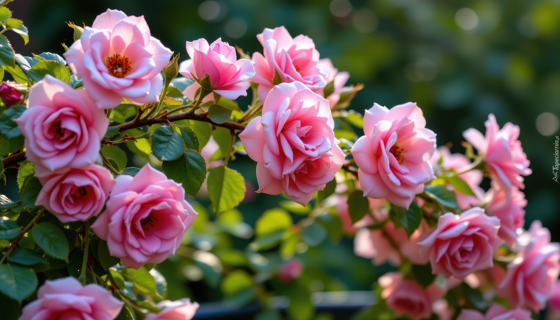 Kwiaty, Róże, Gałązka, Grafika AI