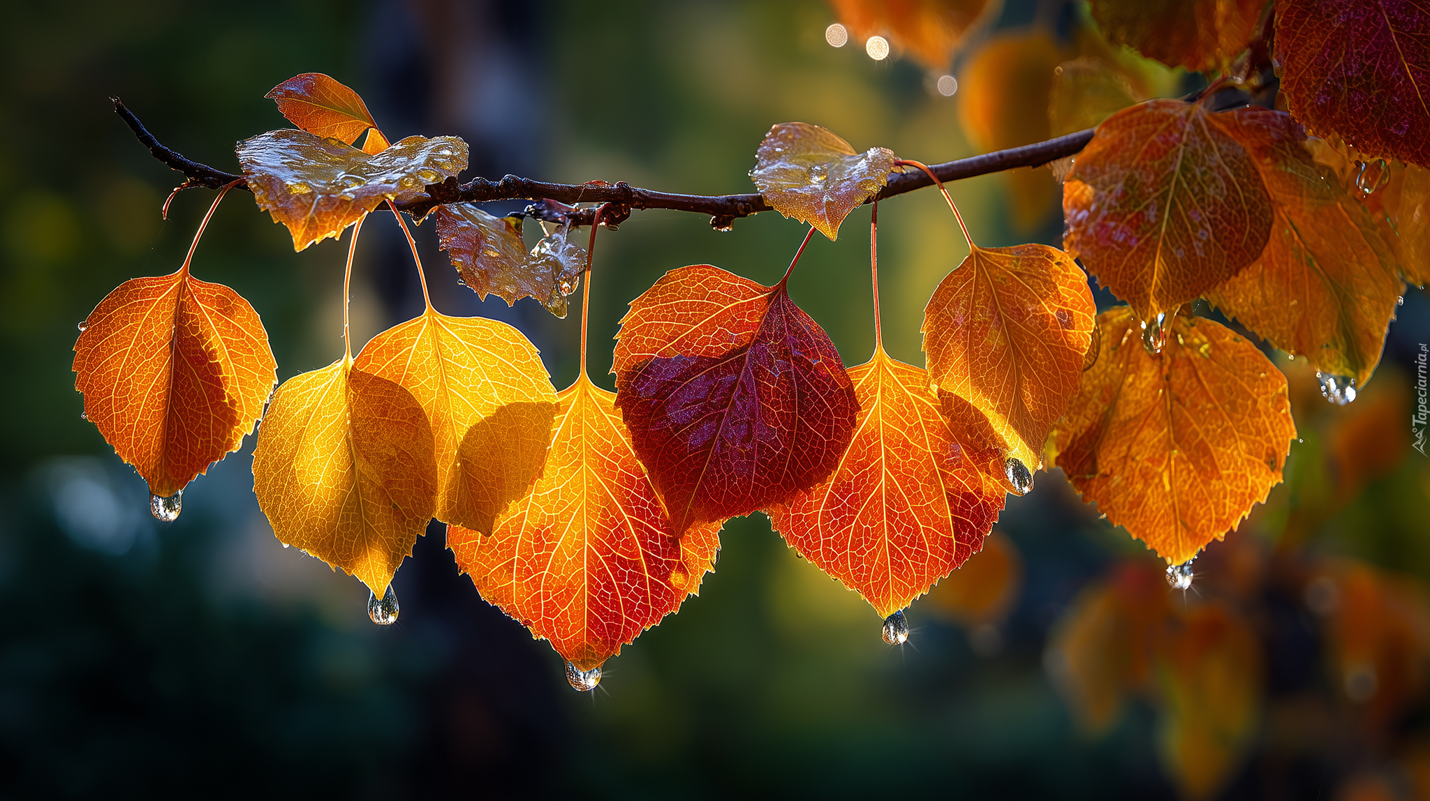 Gałązka, Jesienne, Liście, Krople, AI