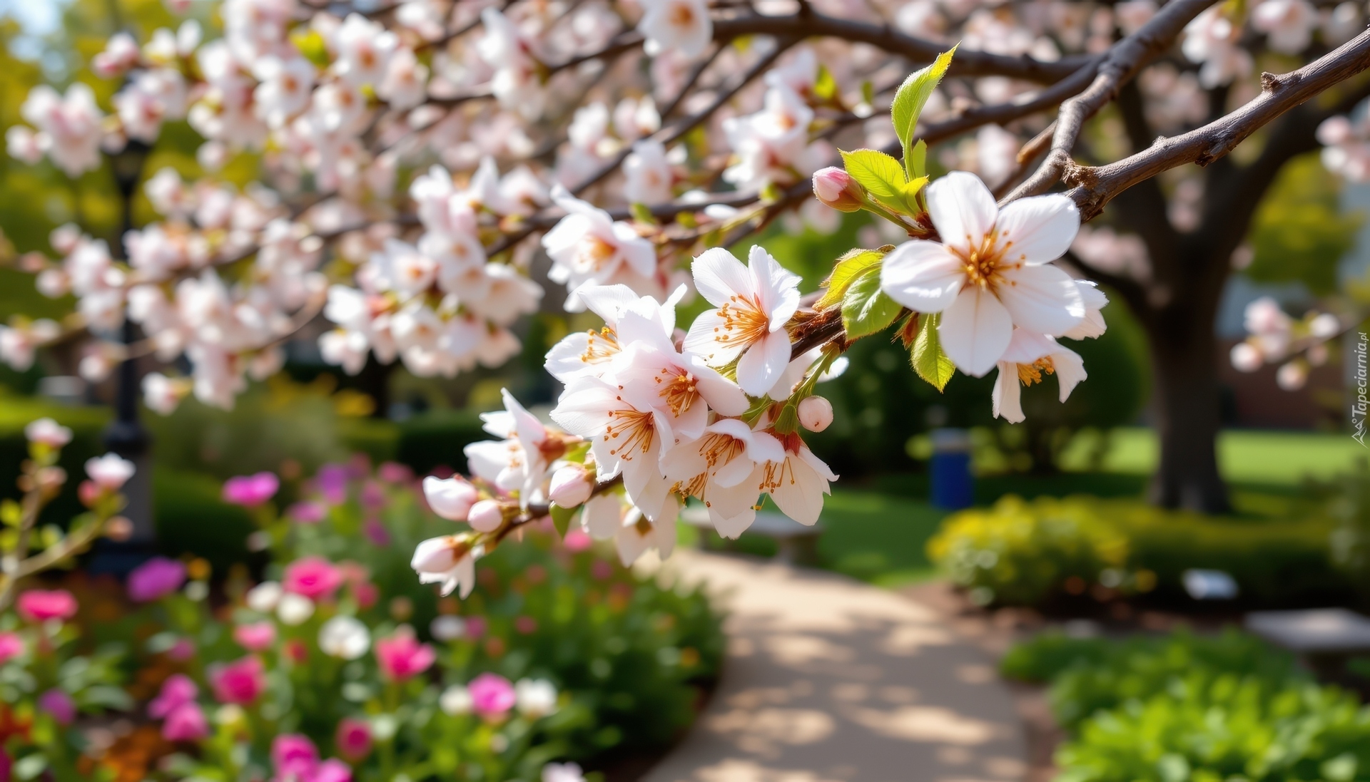 Gałązki, Drzewo owocowe, Białe, Kwiaty, Listki