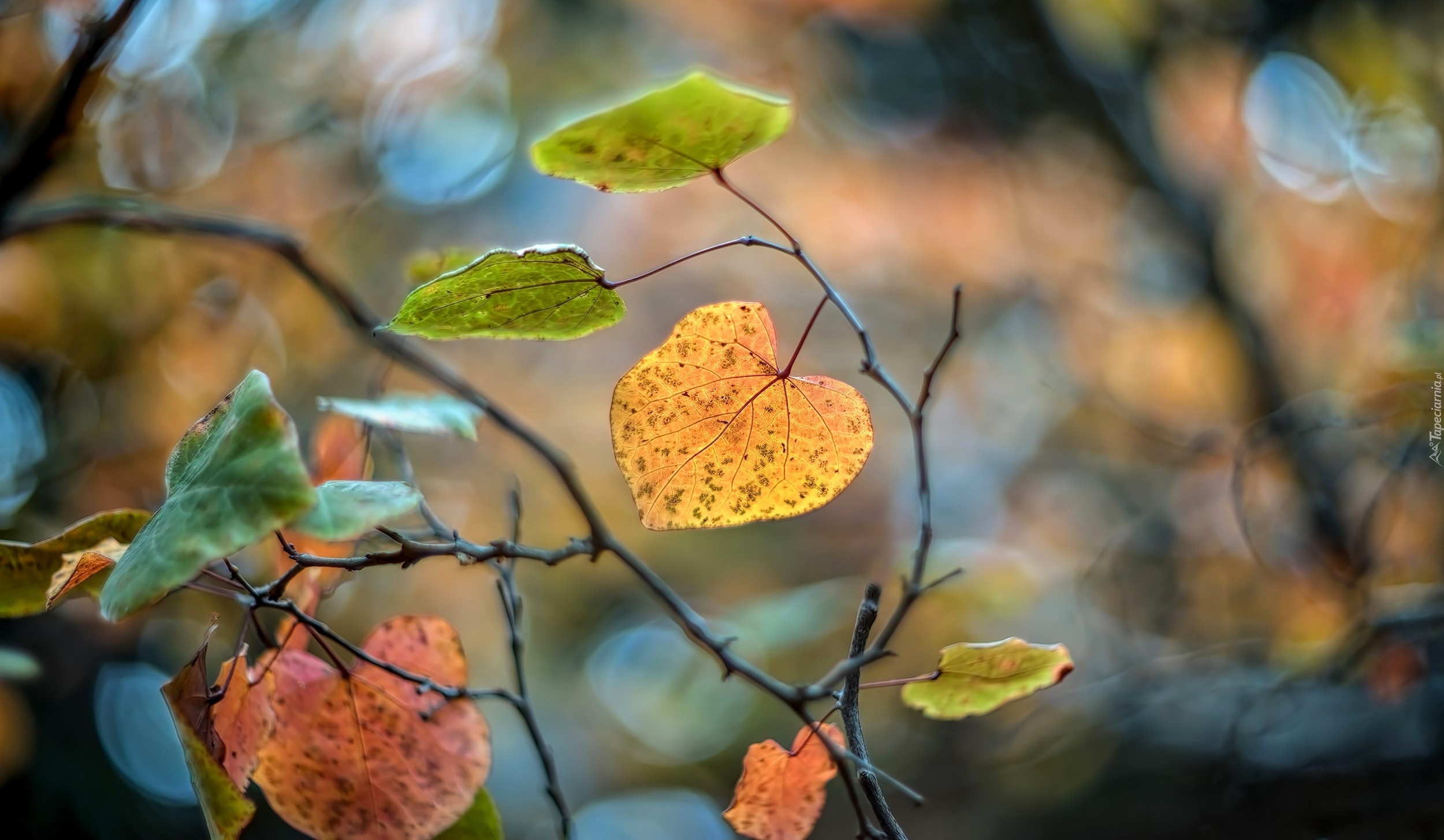 Gałązki, Liście, Bokeh, Jesień