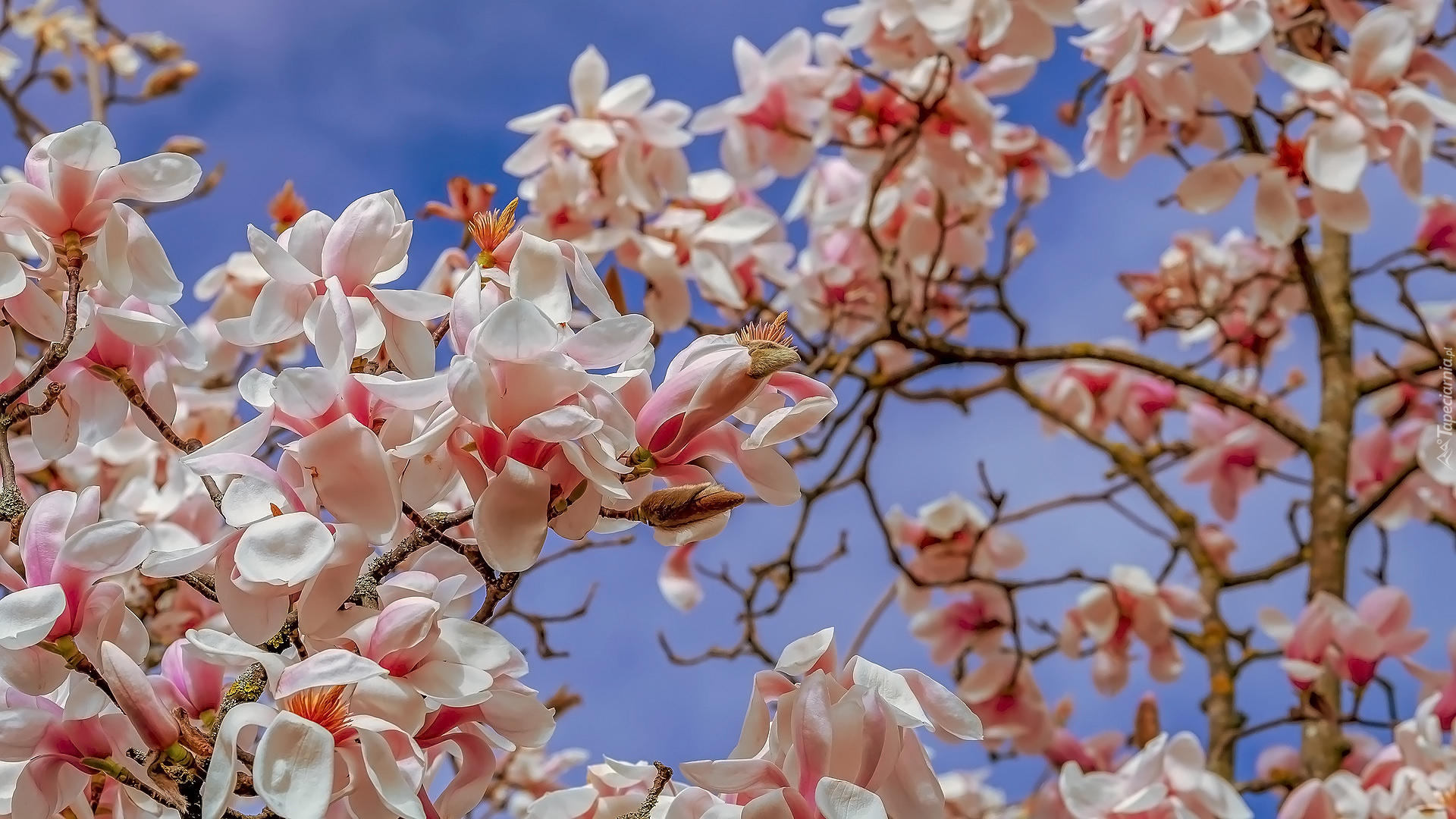 Magnolia, Biało-różowe, Kwiaty, Gałązki