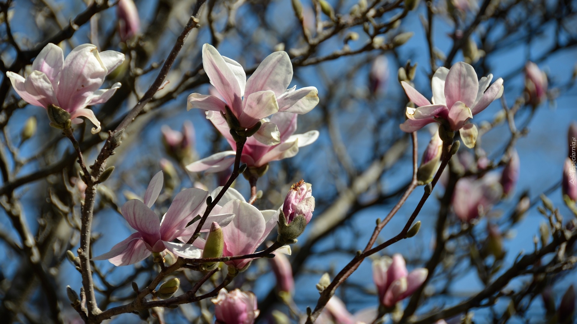 Różowe, Kwiaty, Pąki, Magnolia, Gałązki