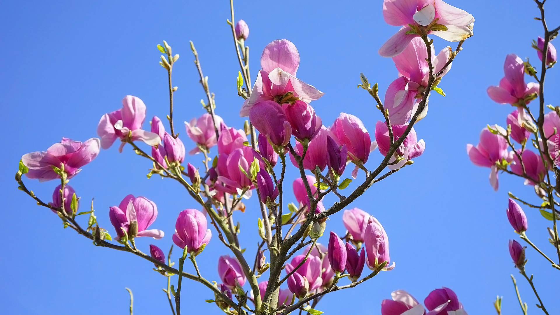 Magnolia, Kwiaty, Gałązki