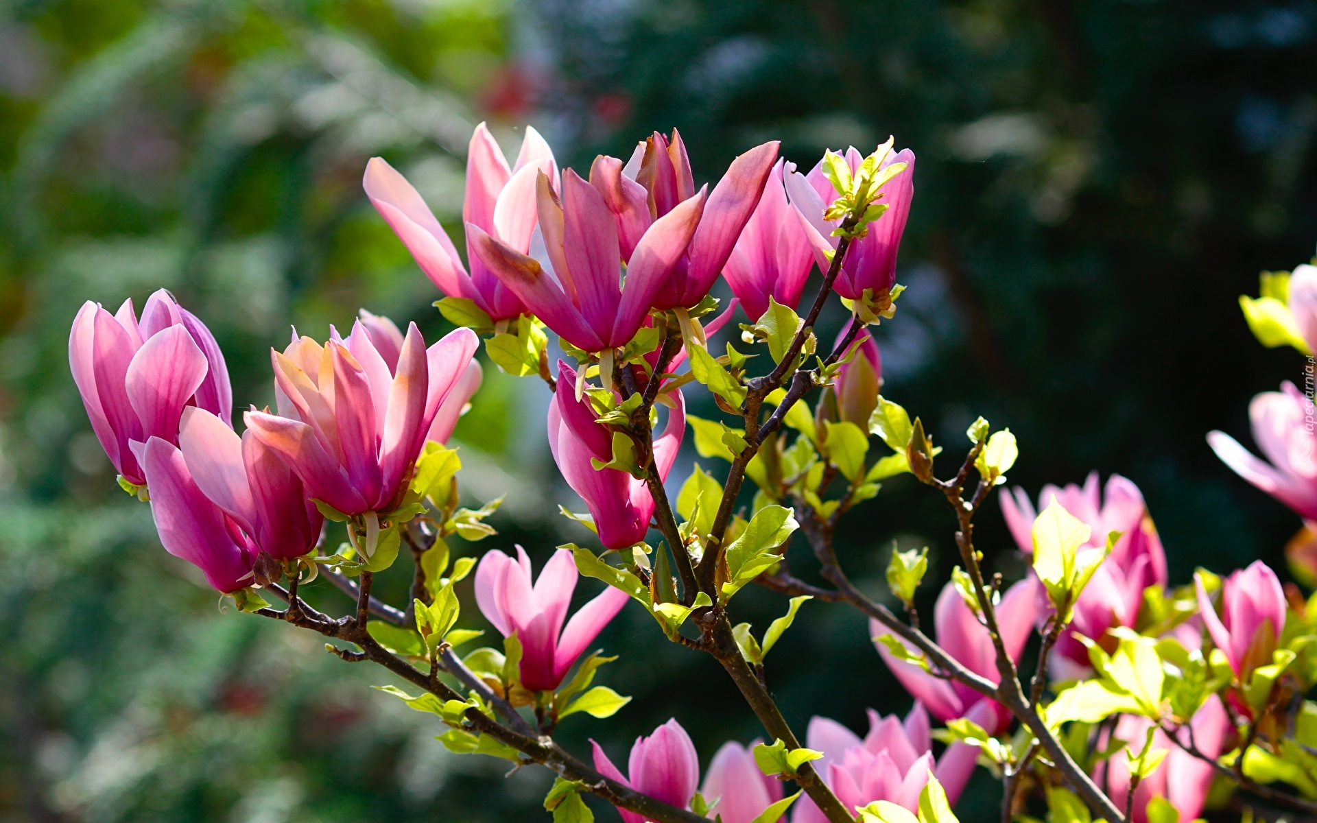 Magnolia, Różowe, Kwiaty, Gałęzie