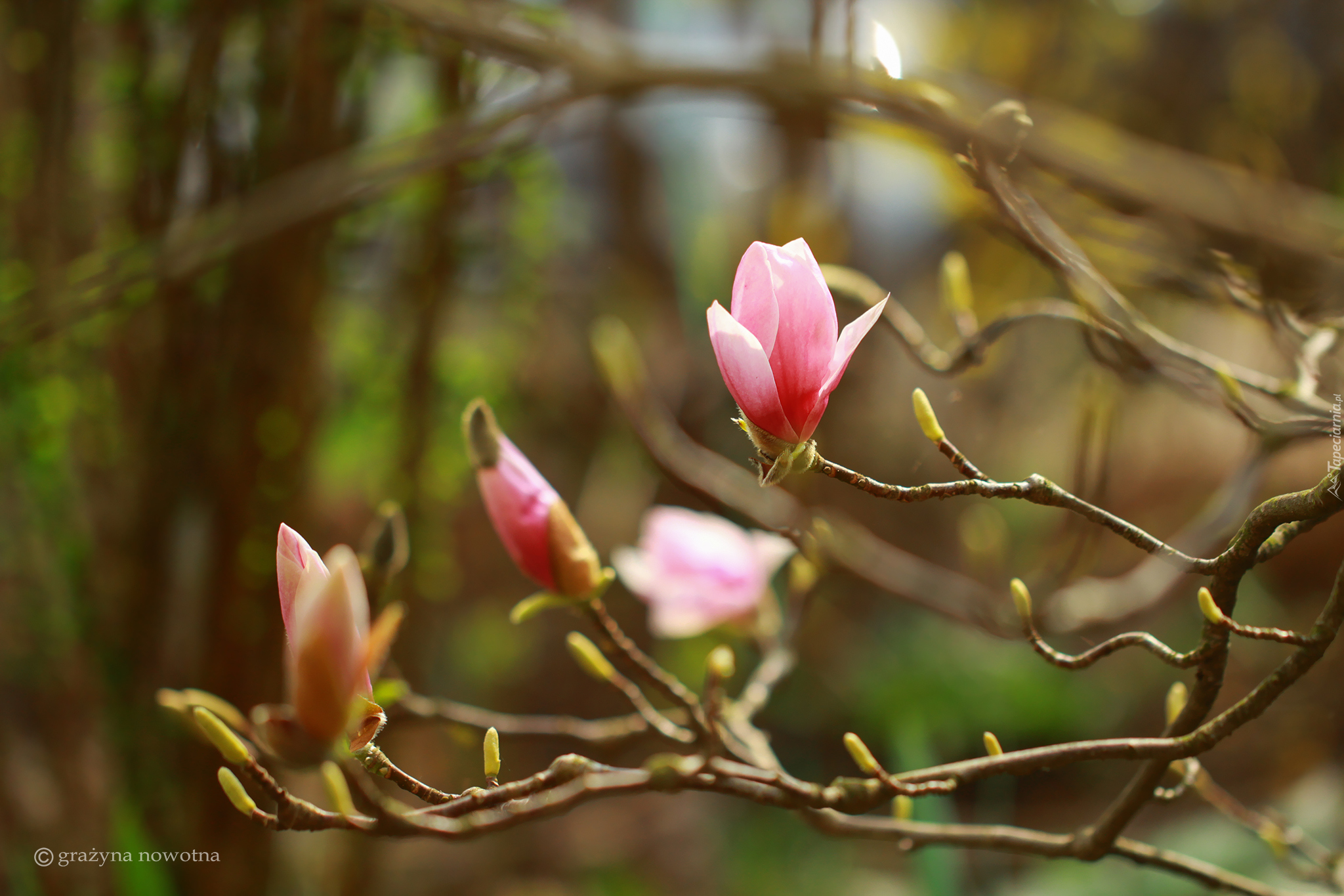 Różowa, Magnolia, Gałązki