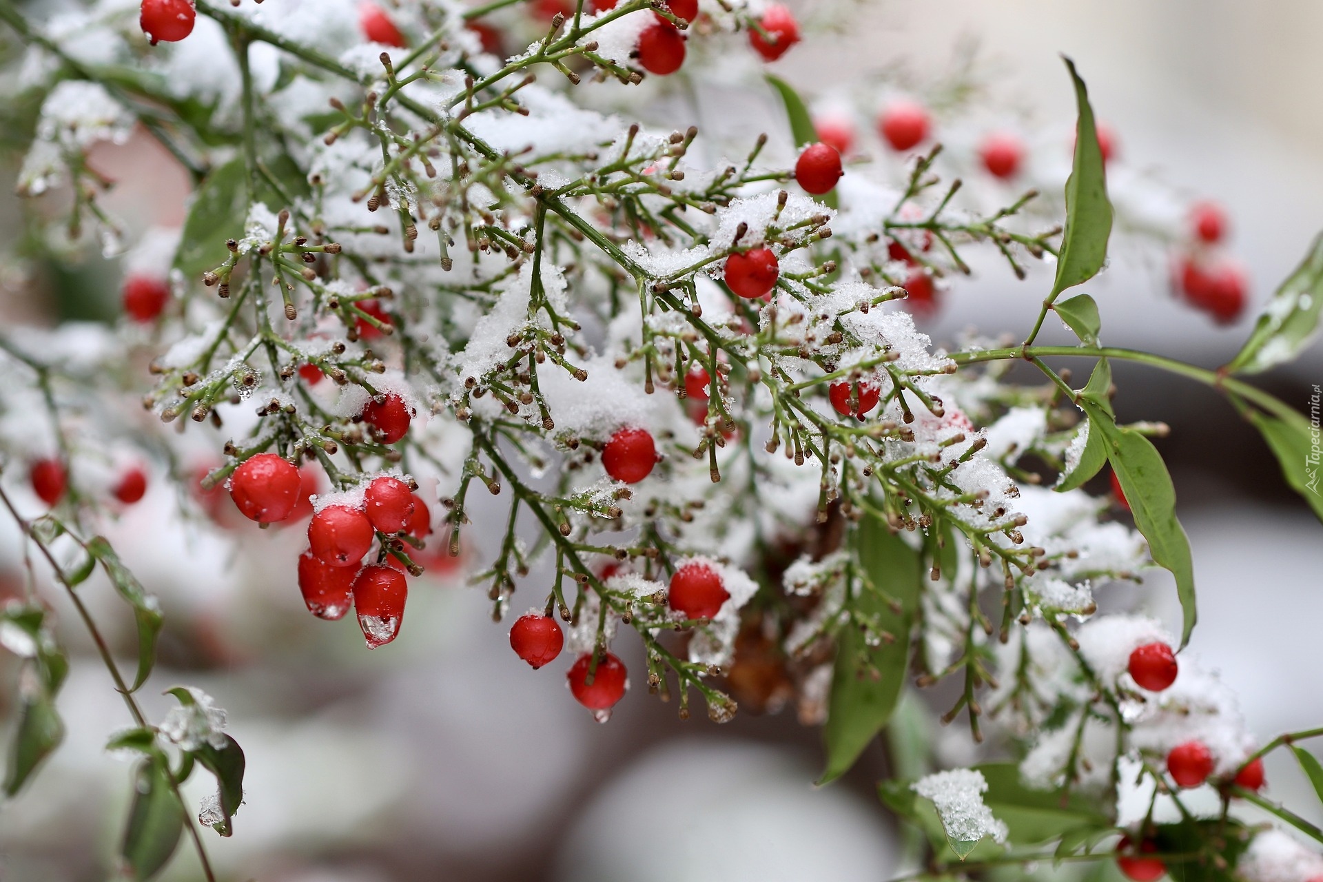 Śnieg, Krzew, Nandina, Niebiański bambus, Czerwone, Jagody