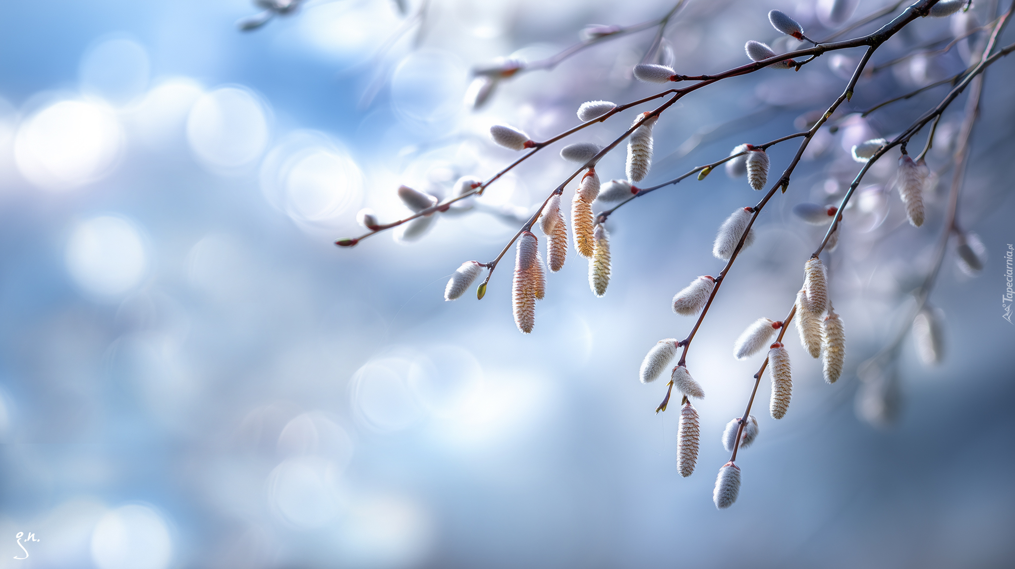 Bazie, Wierzba, Niebo, Grafika AI