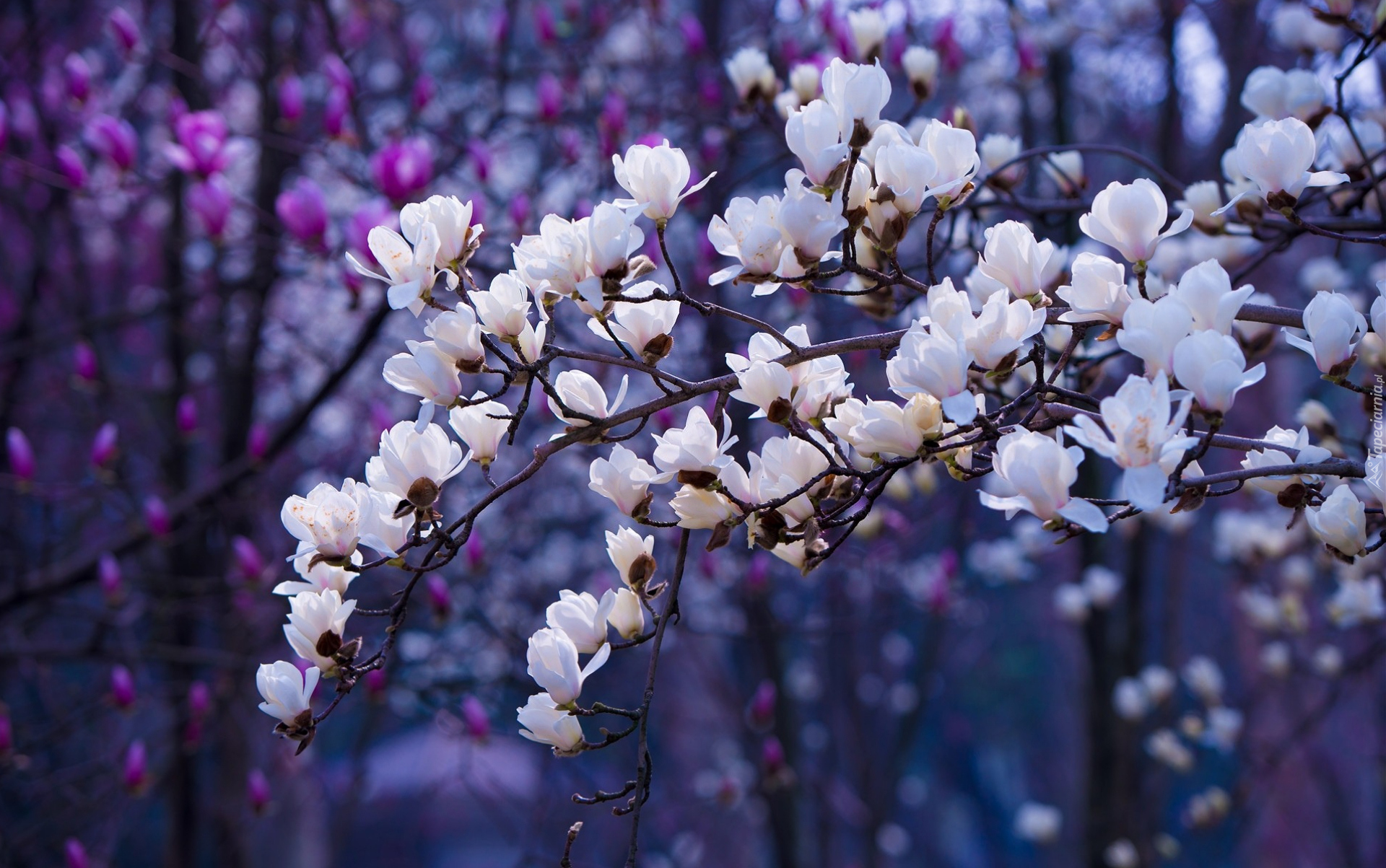 Białe, Kwiaty, Magnolia, Gałązki