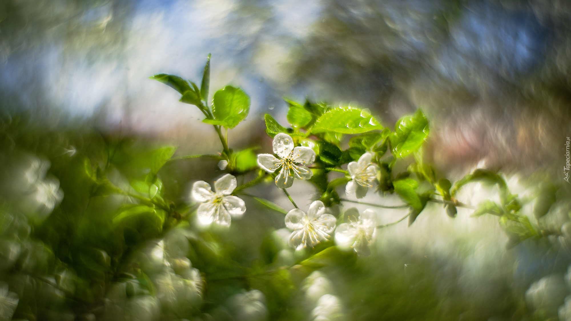 Kwiaty, Drzewo owocowe, Bokeh