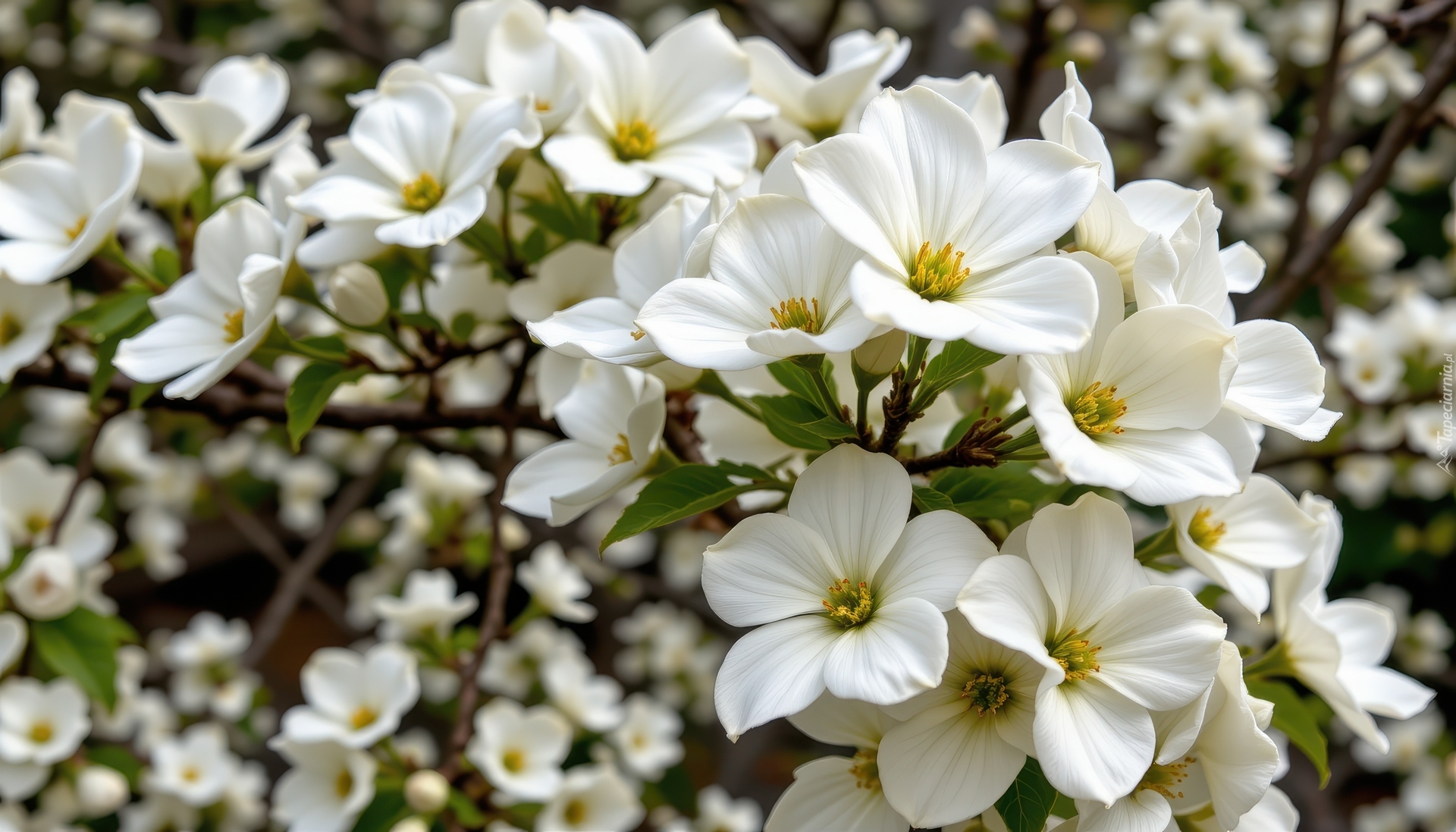 Krzew, Białe, Rozkwitnięte, Kwiaty, Gałązki