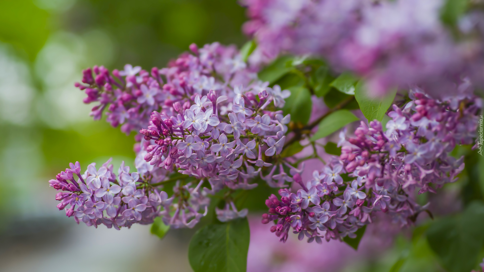 Ukwiecona, Gałązka, Bez, Lilak