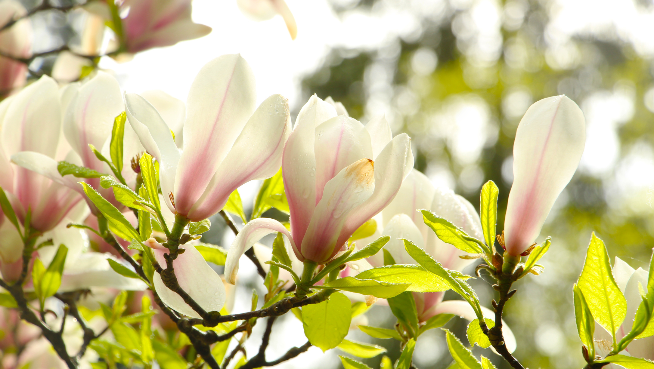 Magnolia, Liście, Gałązki