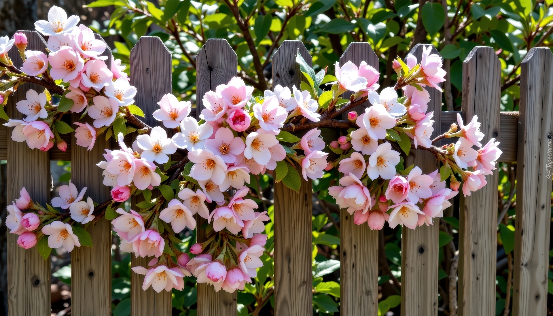 Kwiaty, Gałąź, Drzewo owocowe, Płot, Grafika AI