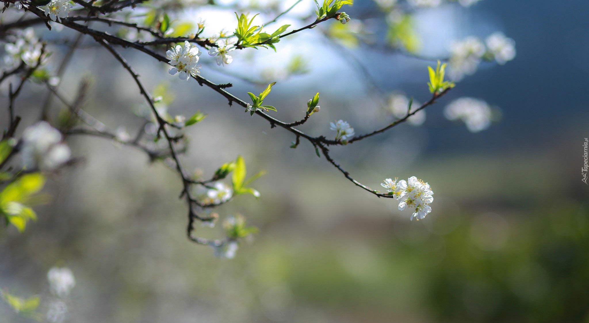 Wiosna, Kwitnące, Drzewo owocowe, Gałązki